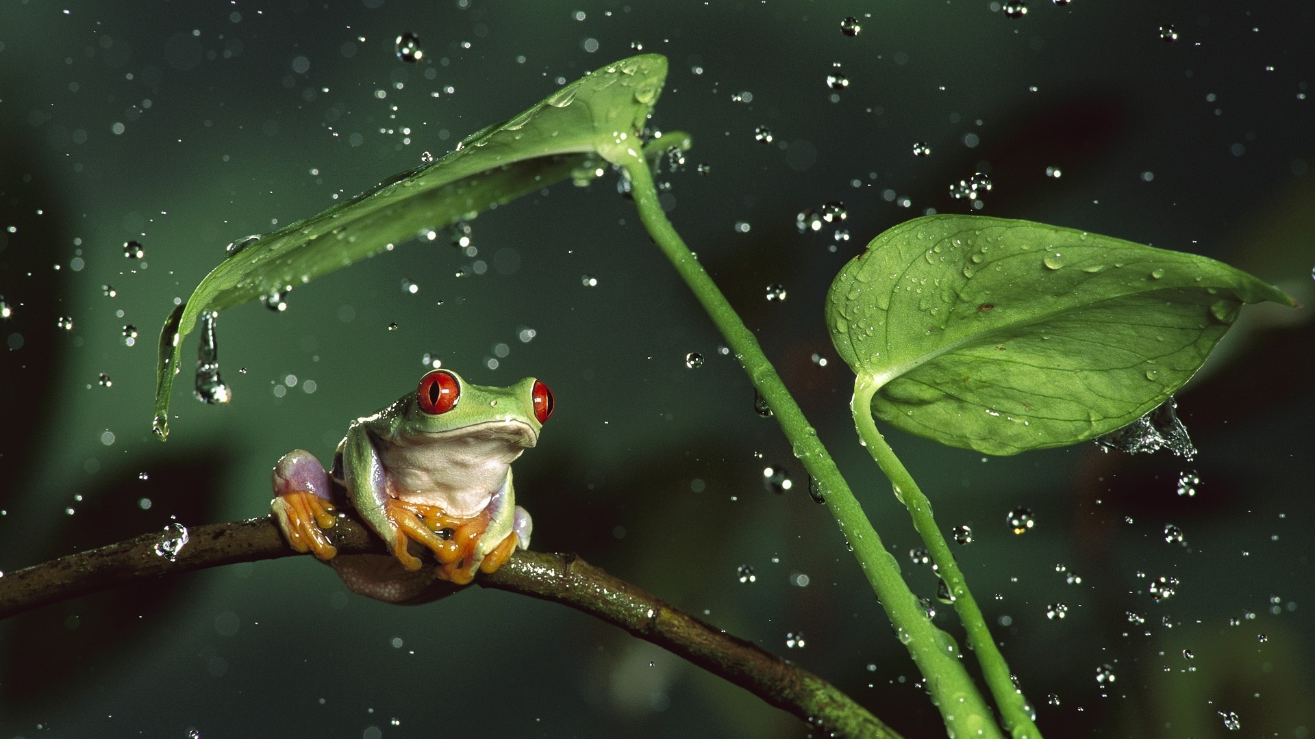 Discover more, Vibrant amphibians, Red Eye Tree Frog, Nature's beauty, 1920x1080 Full HD Desktop