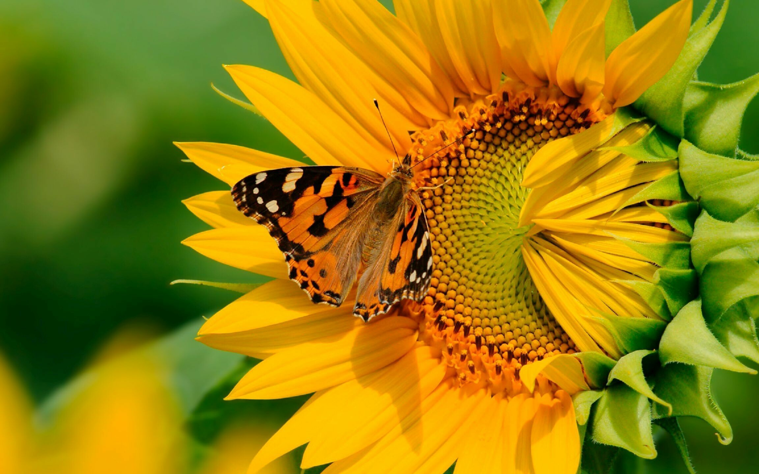 Sunflower: The plant flowers from June to September. 2560x1600 HD Background.