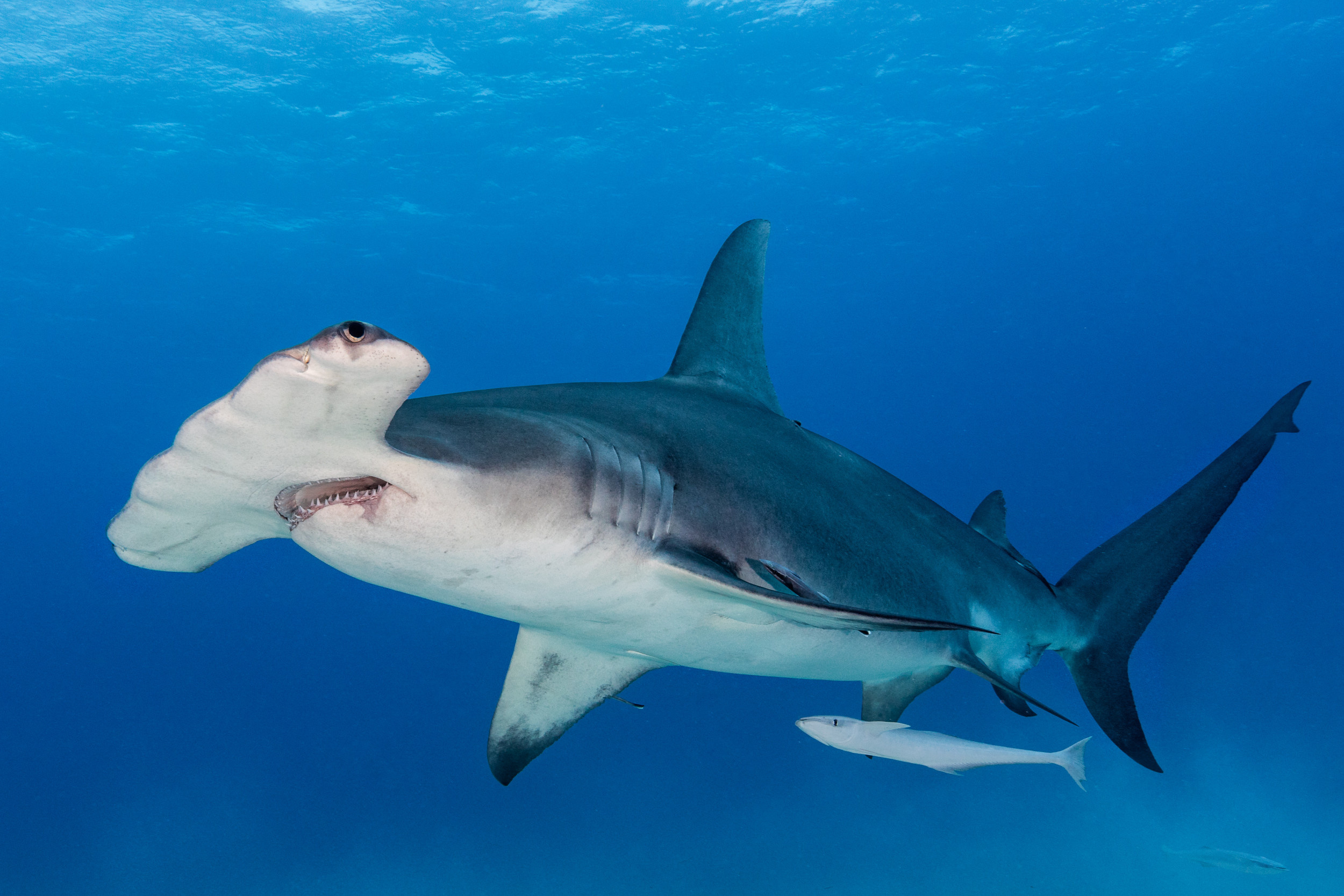 Hammerhead sharks, Remarkable catch, Angler's adventure, Wildlife wonder, 2500x1670 HD Desktop