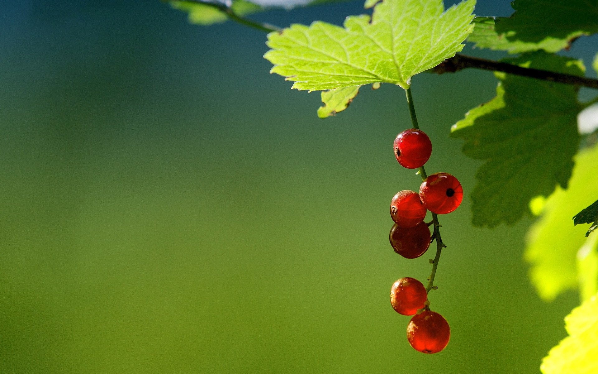Juicy currants, Mouthwatering treat, Berrylicious delight, Nature's candy, 1920x1200 HD Desktop
