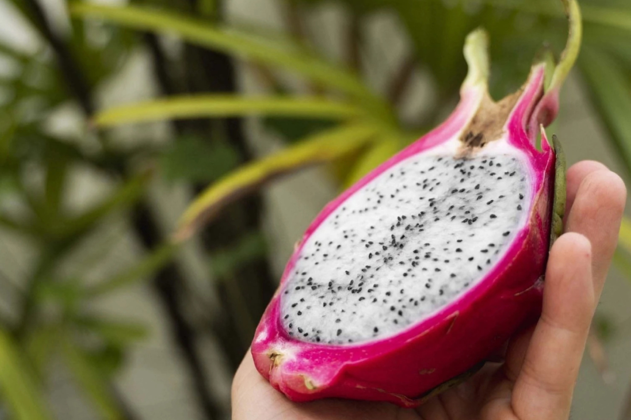 Dragon Fruit: Grows on a climbing cactus vine that grows well in dry areas. 2050x1370 HD Background.