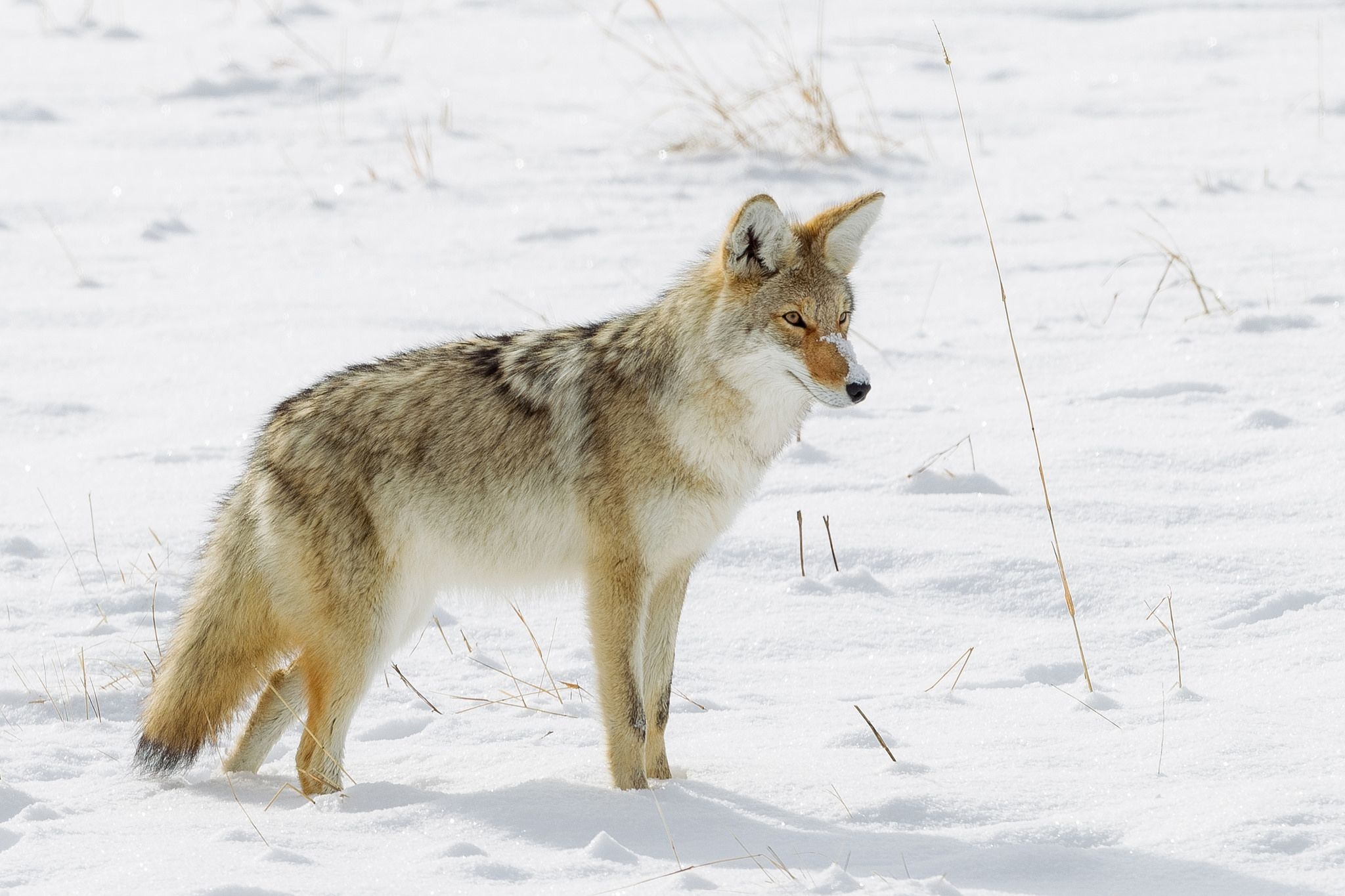 Coyote, Fascinating predator, Intriguing creature, Nature's masterpiece, 2050x1370 HD Desktop