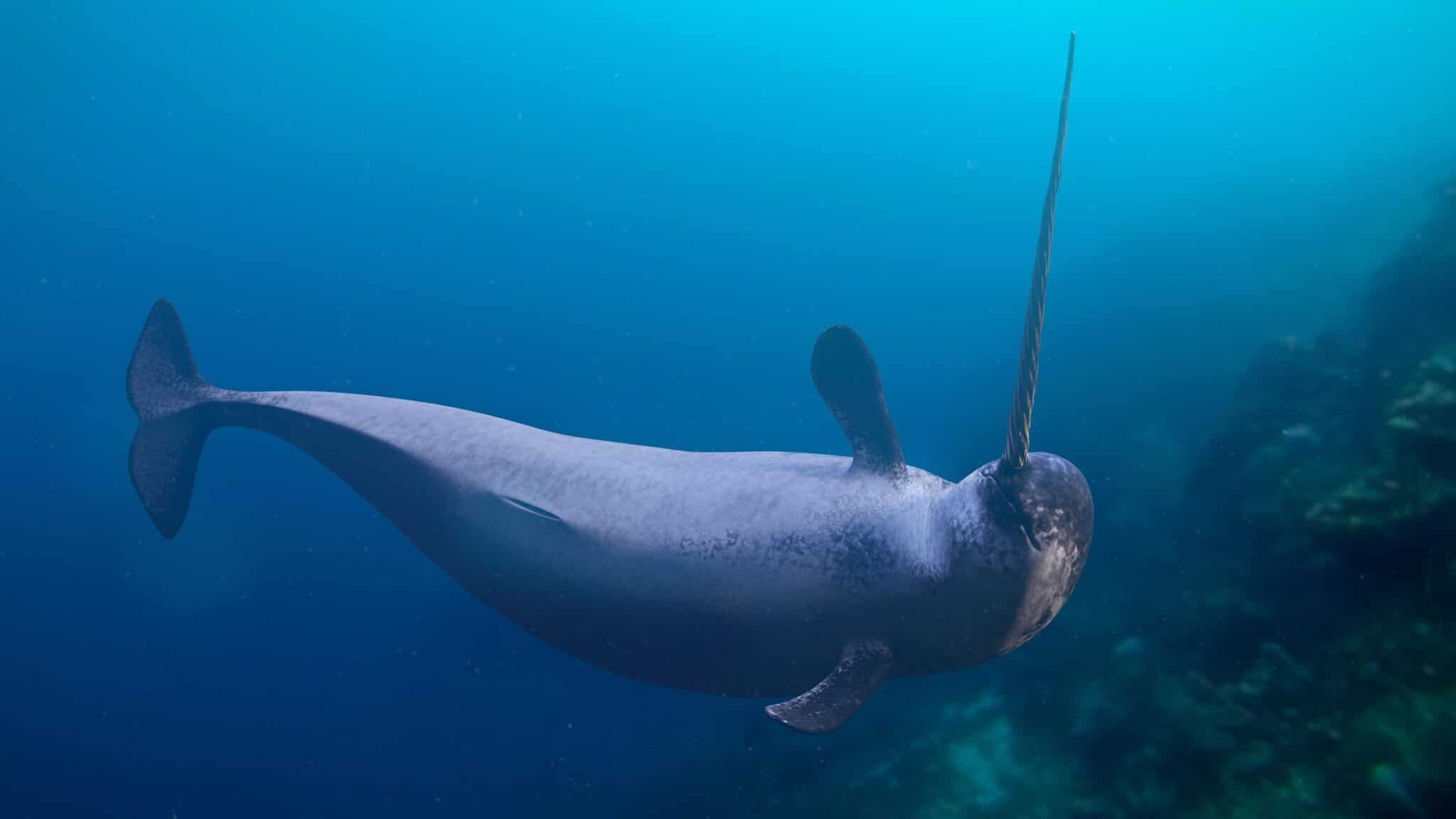 Narwhal tusks, Arctic changes, Marine ecowatch, Nature's record, 2050x1160 HD Desktop