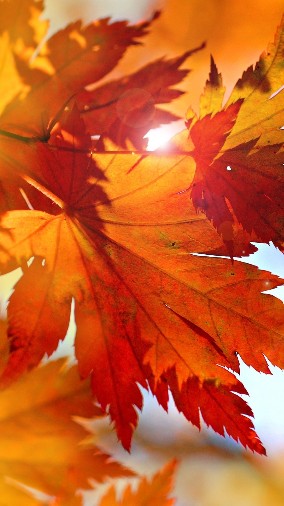 Earth leaf, Nature's beauty, Backgrounds, Wallpaper, 1080x1920 Full HD Handy