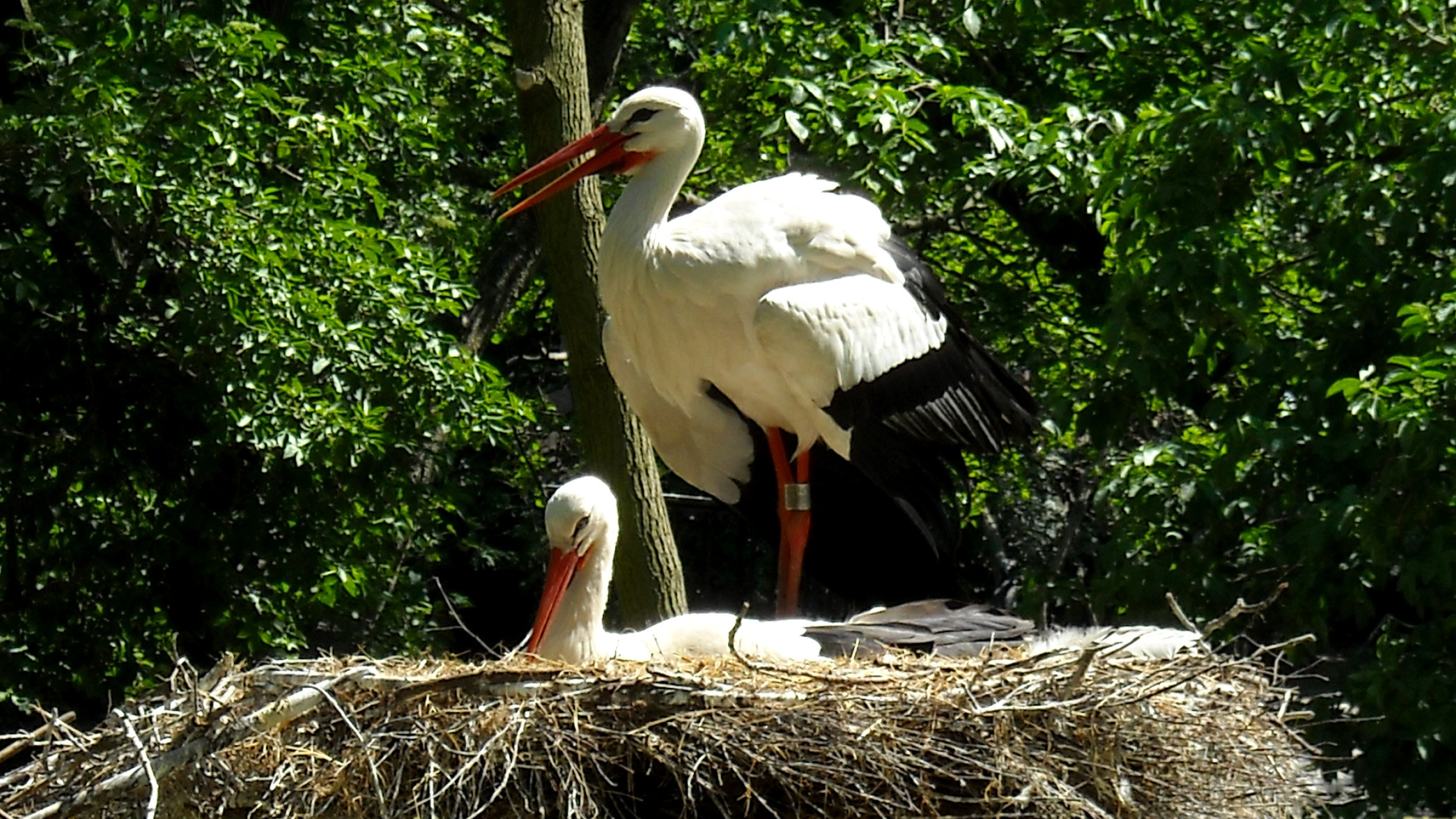 White storks, Barbara's HD wallpapers, Stunning imagery, Avian beauty, 2560x1440 HD Desktop