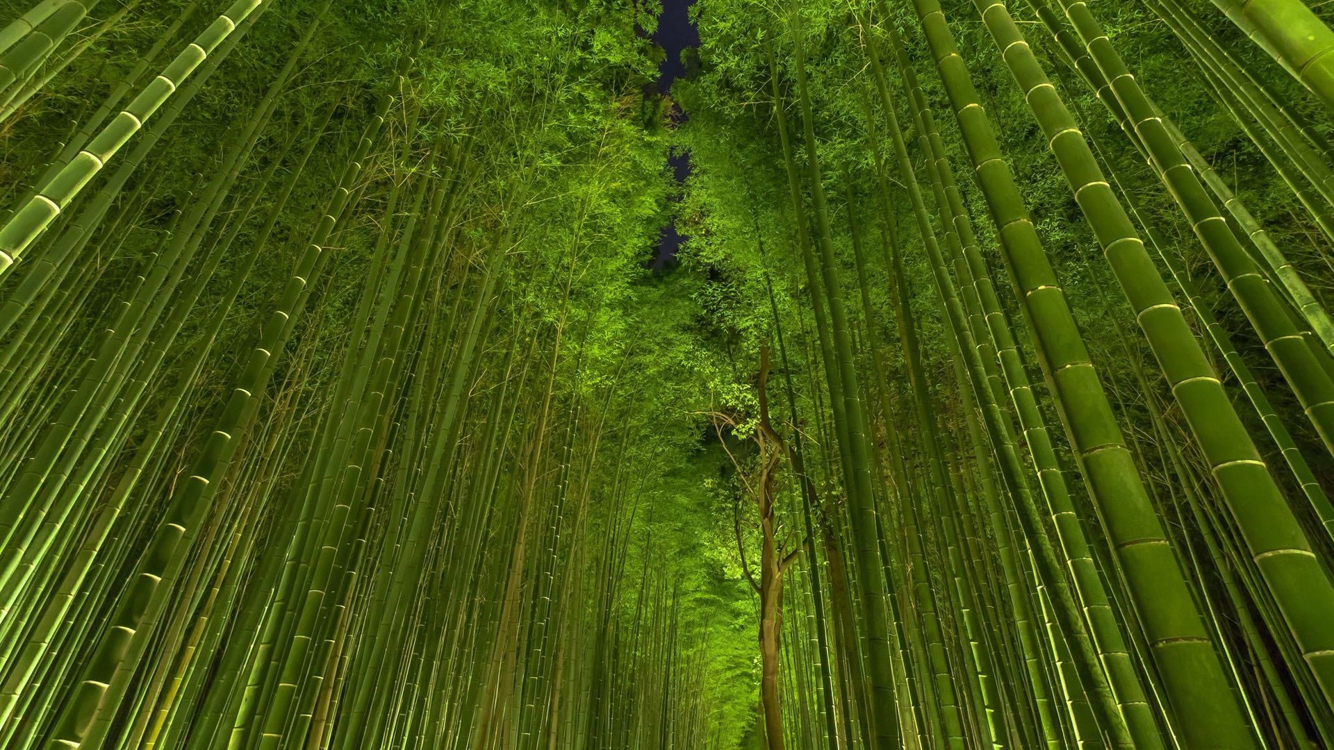 Bamboo: A tall treelike tropical grass having hollow woody-walled stems, Tropical forest. 1920x1080 Full HD Wallpaper.