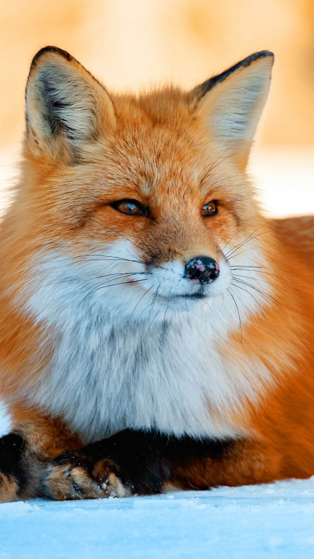 Fox: The distinctive red-brown fur and long bushy tail. 1080x1920 Full HD Background.