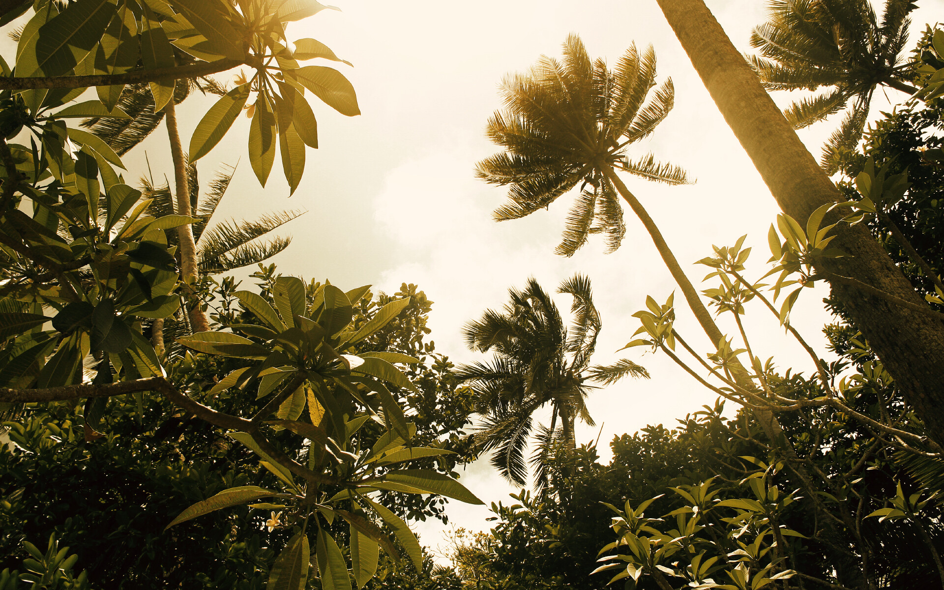 Jungle: Tropical rainforests have over 40,000 species of plants. 1920x1200 HD Background.