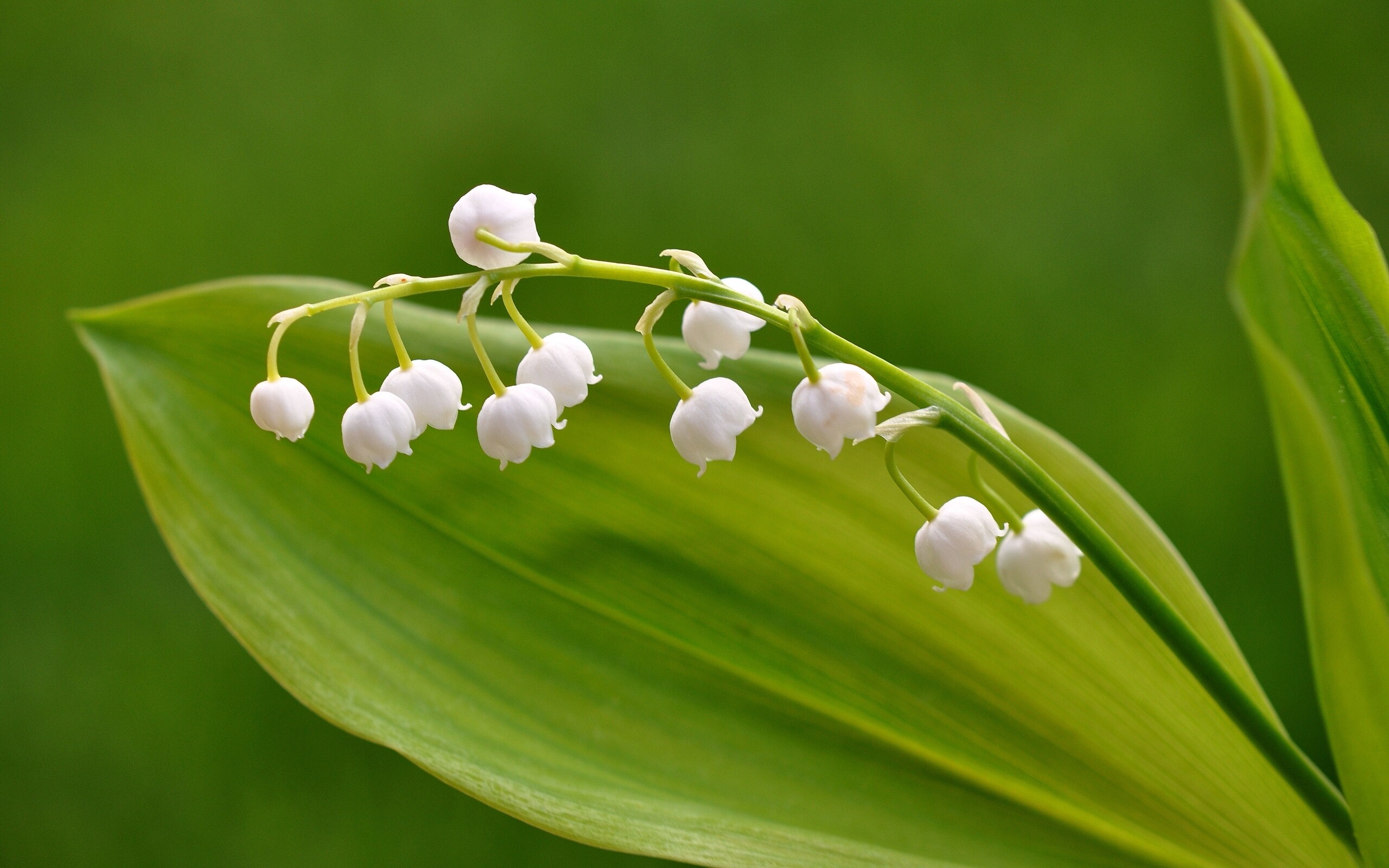 Lily of the Valley: A common symbol in the Christian tradition, many refer to this bloom as “our lady’s tears,” deriving from the Virgin Mary crying for her crucified Son, Jesus. 2560x1600 HD Wallpaper.