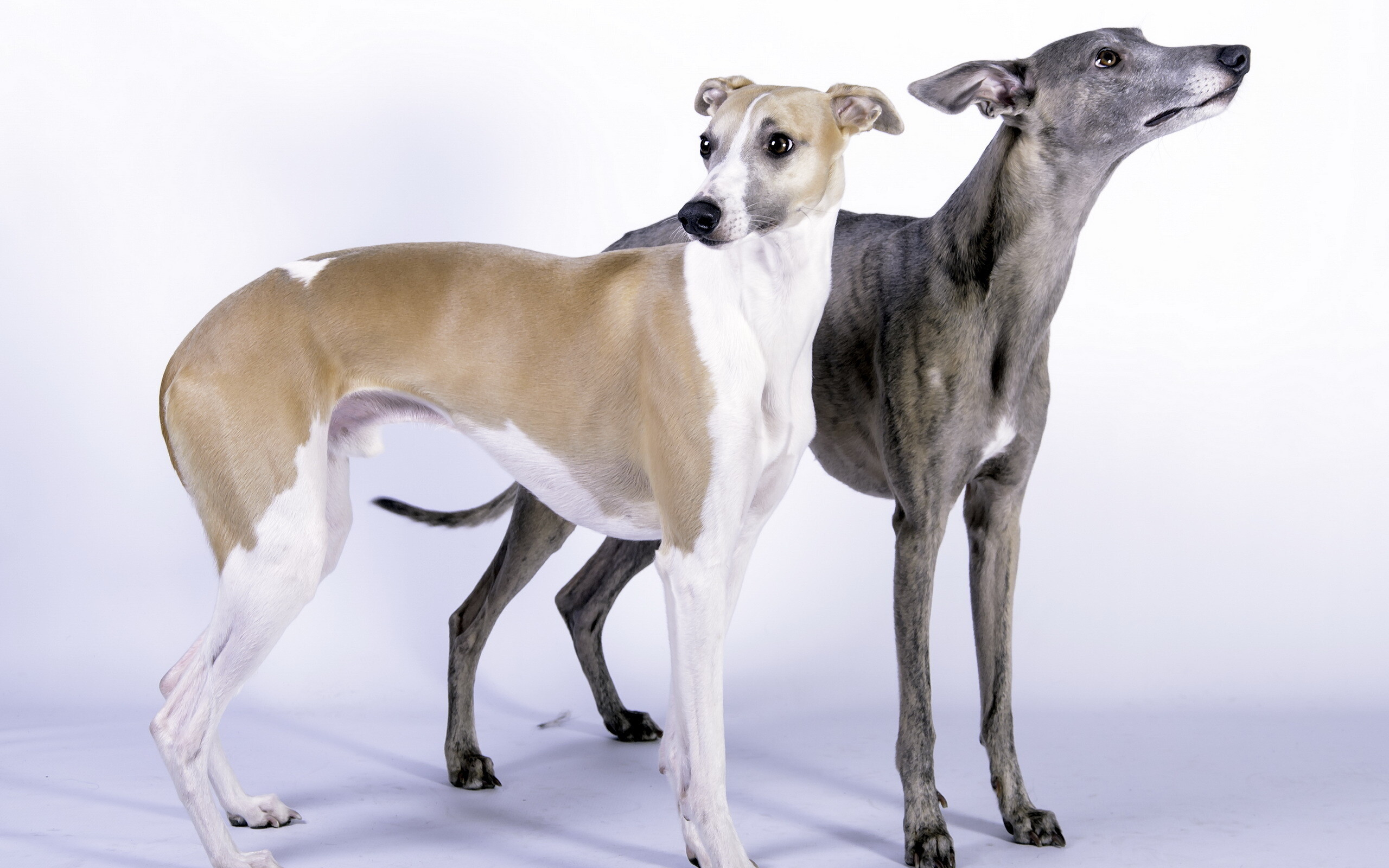 Whippet Dog: Because color is considered immaterial in judging Whippets, they come in a wide variety of colors and marking patterns, everything from solid black to solid white, with red, fawn, brindle, blue, or cream. 2560x1600 HD Wallpaper.