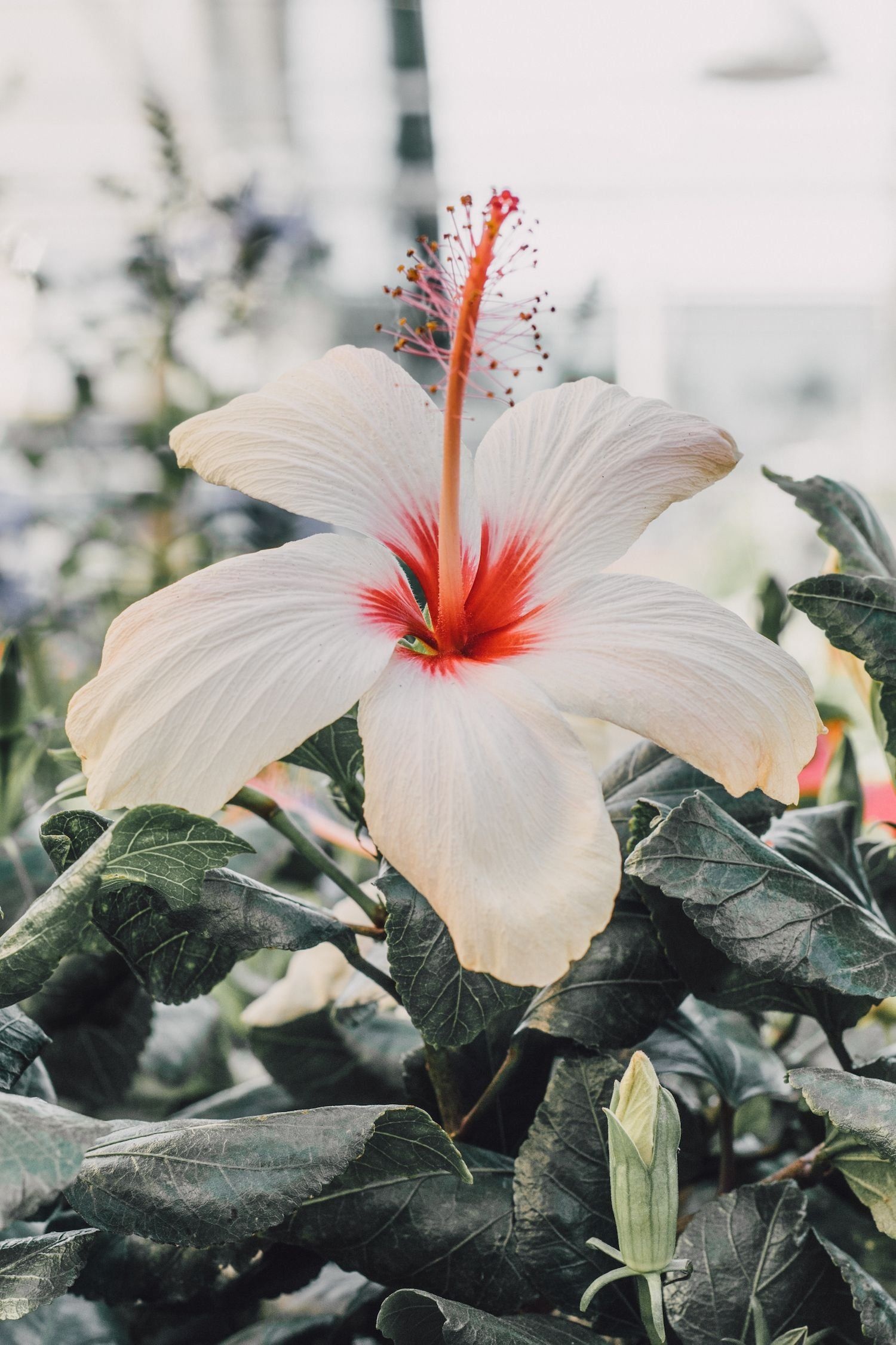 Hawaiian flower, Exotic beauty, Symbolic meanings, Nature's masterpiece, 1500x2250 HD Handy