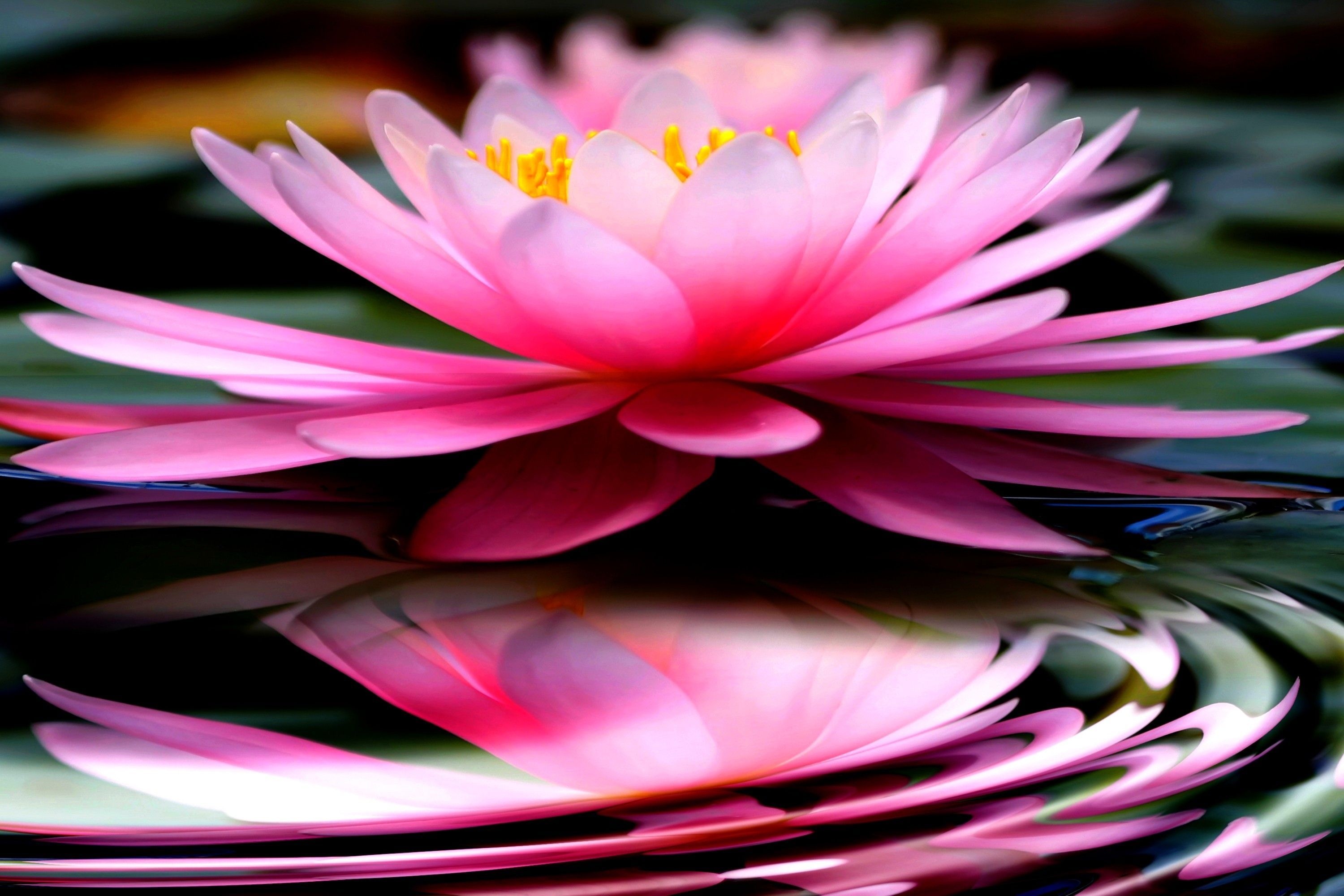 Zen lotus, Harmonious balance, Reflective meditation, Tranquility of nature, 3000x2000 HD Desktop