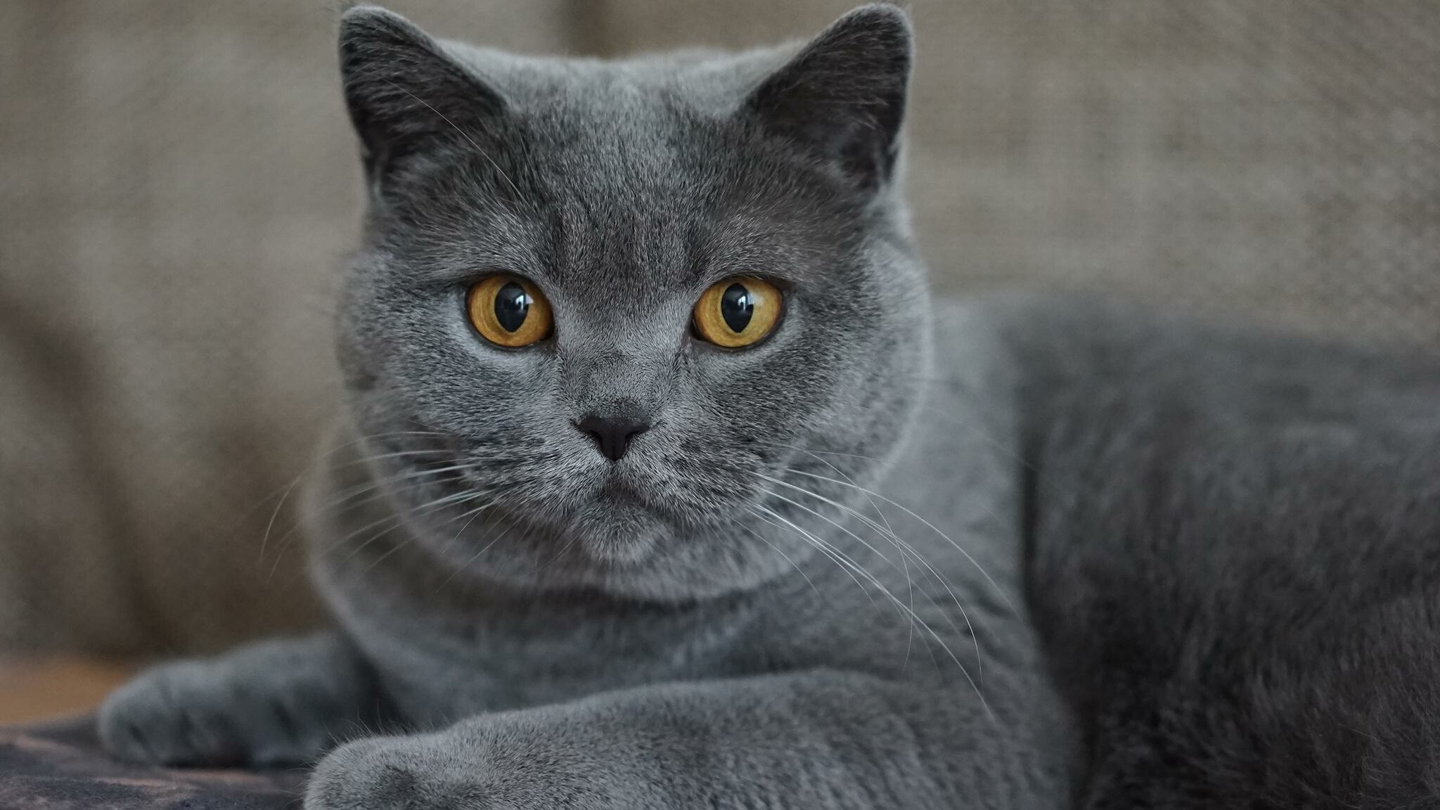 British Cat: This breed is easy to recognize because of their thick legs, broad chests, rounded heads, and chubby cheeks that are totally pinchable. 2050x1160 HD Background.