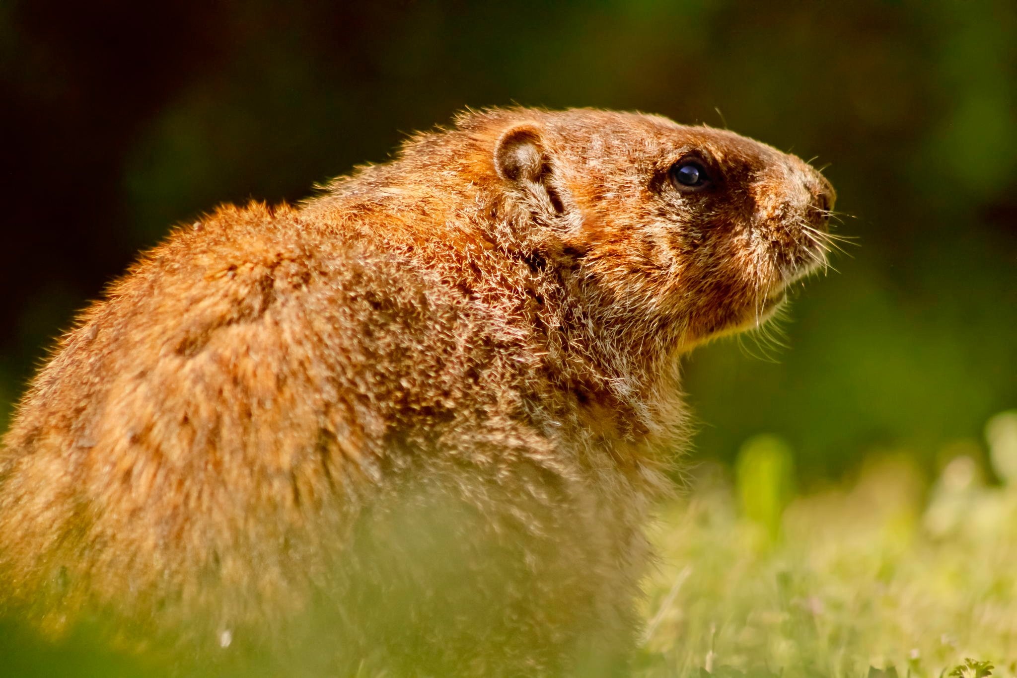 Groundhog, Wildlife, Rodent, 2050x1370 HD Desktop