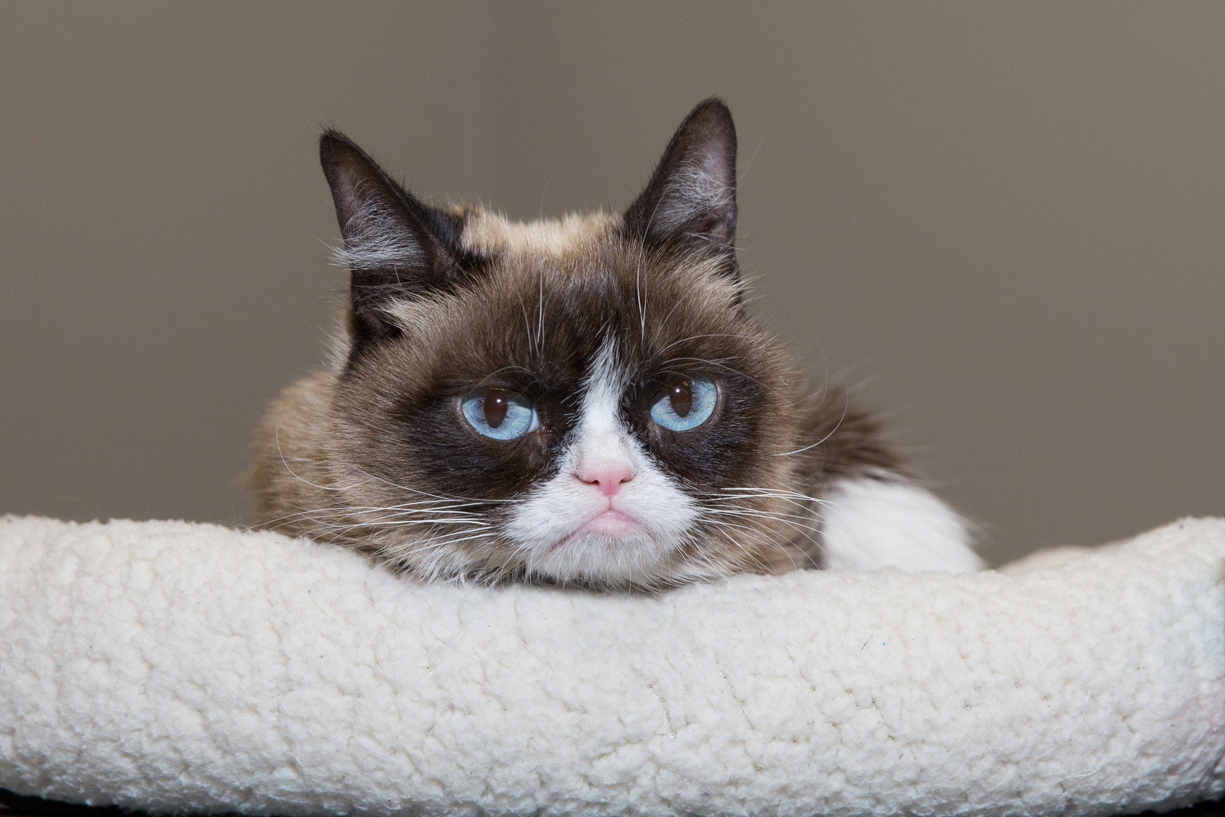 Grumpy Cat, Internet sensation Grumpy cat has died, 2400x1600 HD Desktop