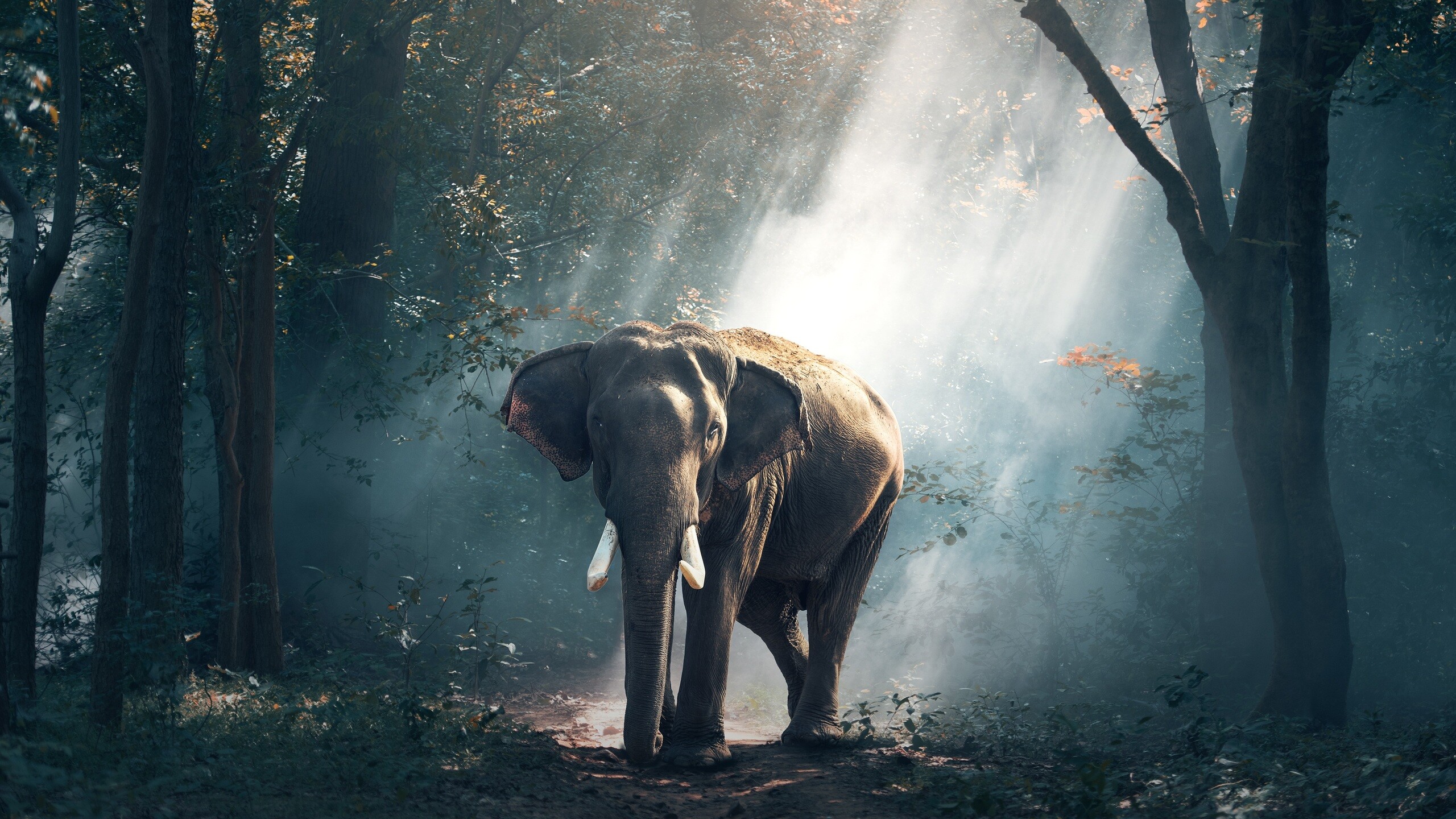 Elephant: They appear to have self-awareness and appear to show empathy for dying and dead family members, Herbivorous. 2560x1440 HD Background.