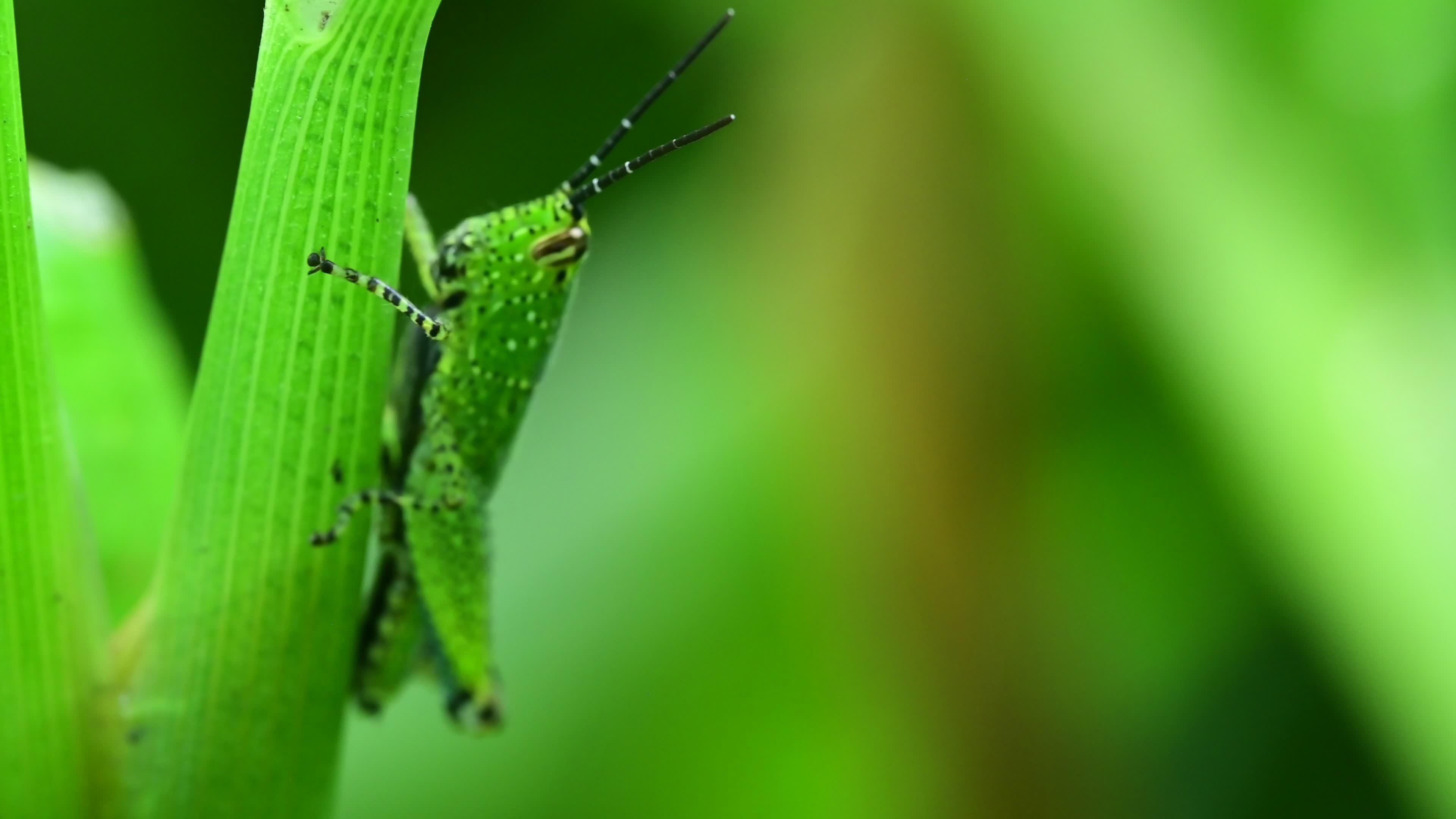 Macro grasshopper, Nature, Stock video, 3840x2160 4K Desktop