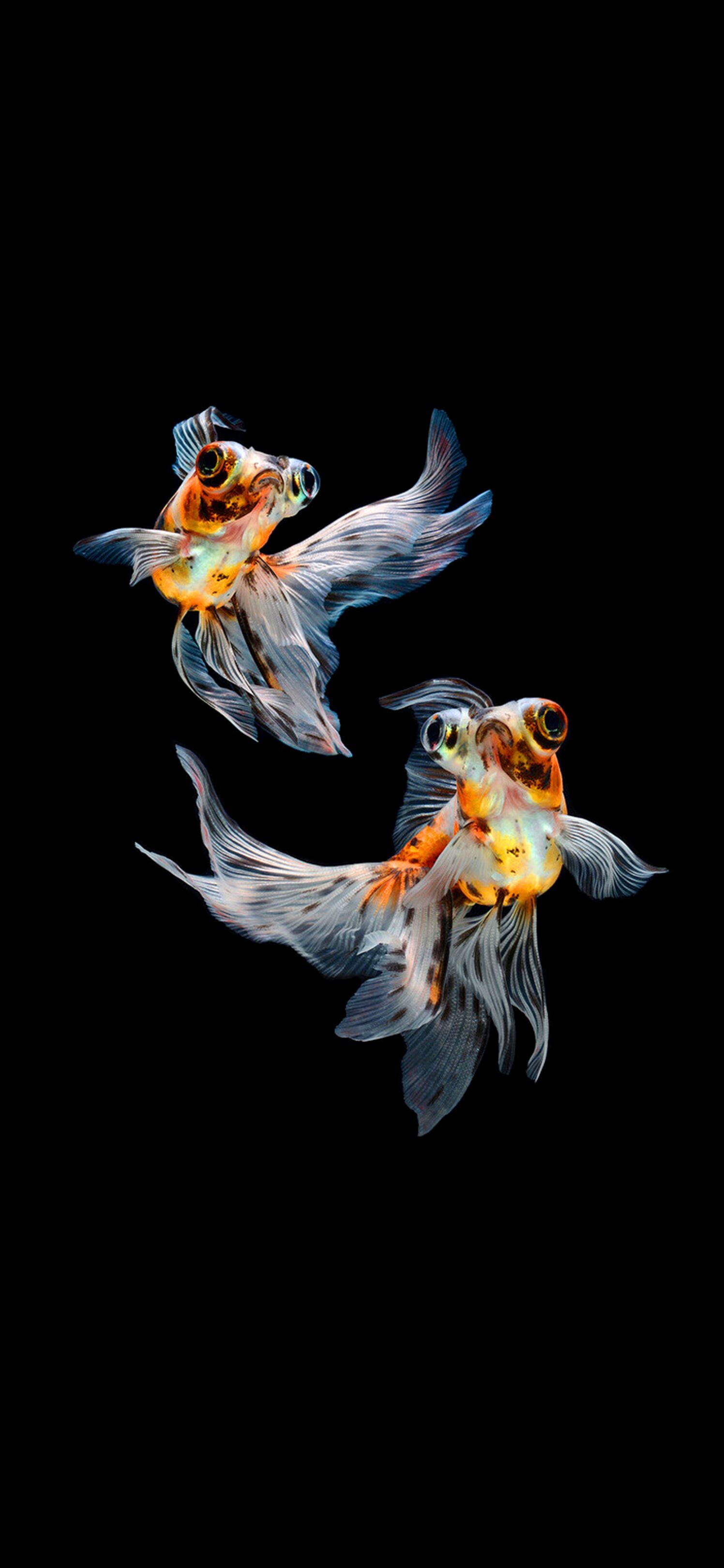 Gold Fish: Carassius auratus, Pets in indoor aquariums, A small member of the carp family. 1500x3240 HD Wallpaper.