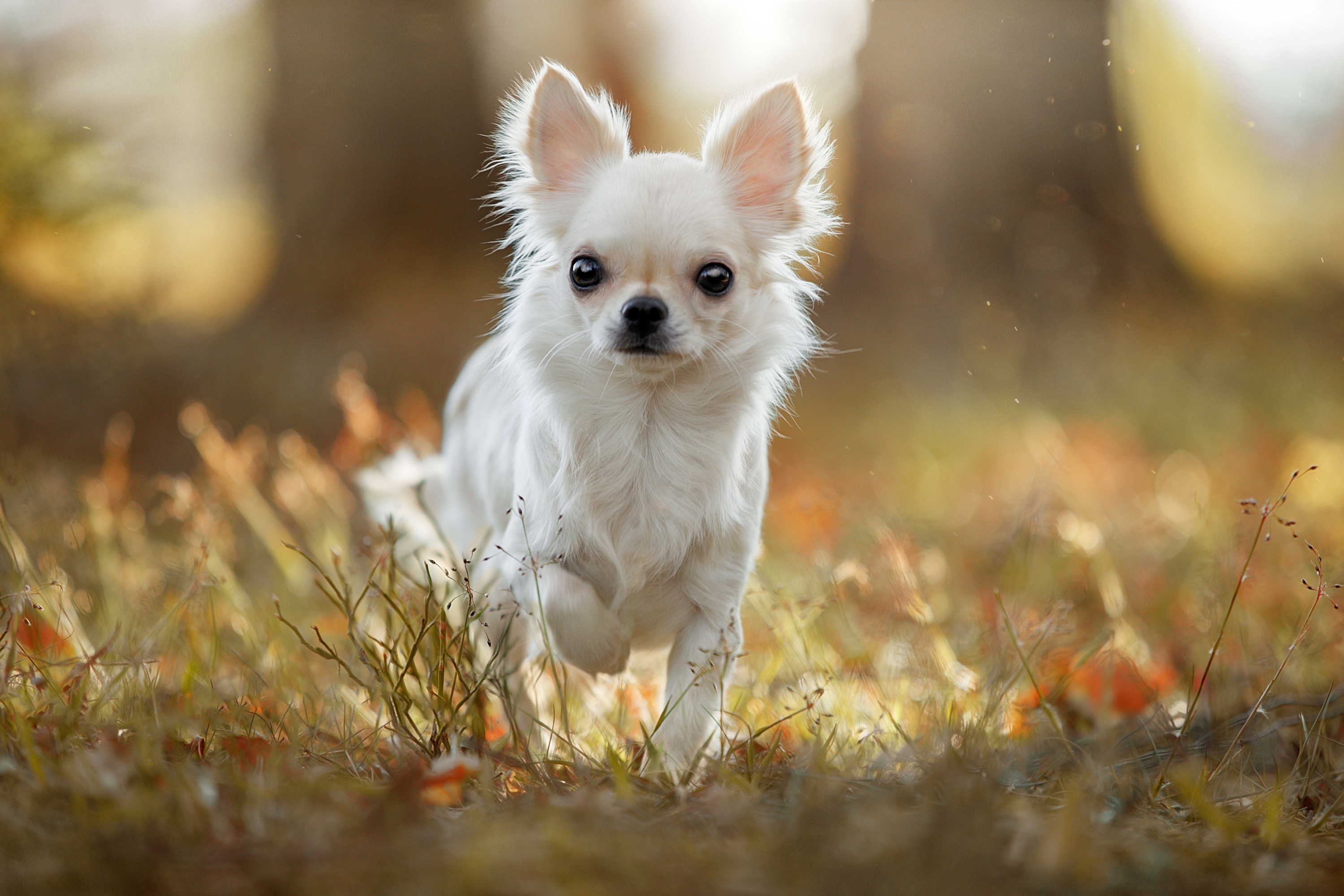 Charming Chihuahua, Adorable visuals, Irresistible cuteness, Delightful pet, 3000x2000 HD Desktop