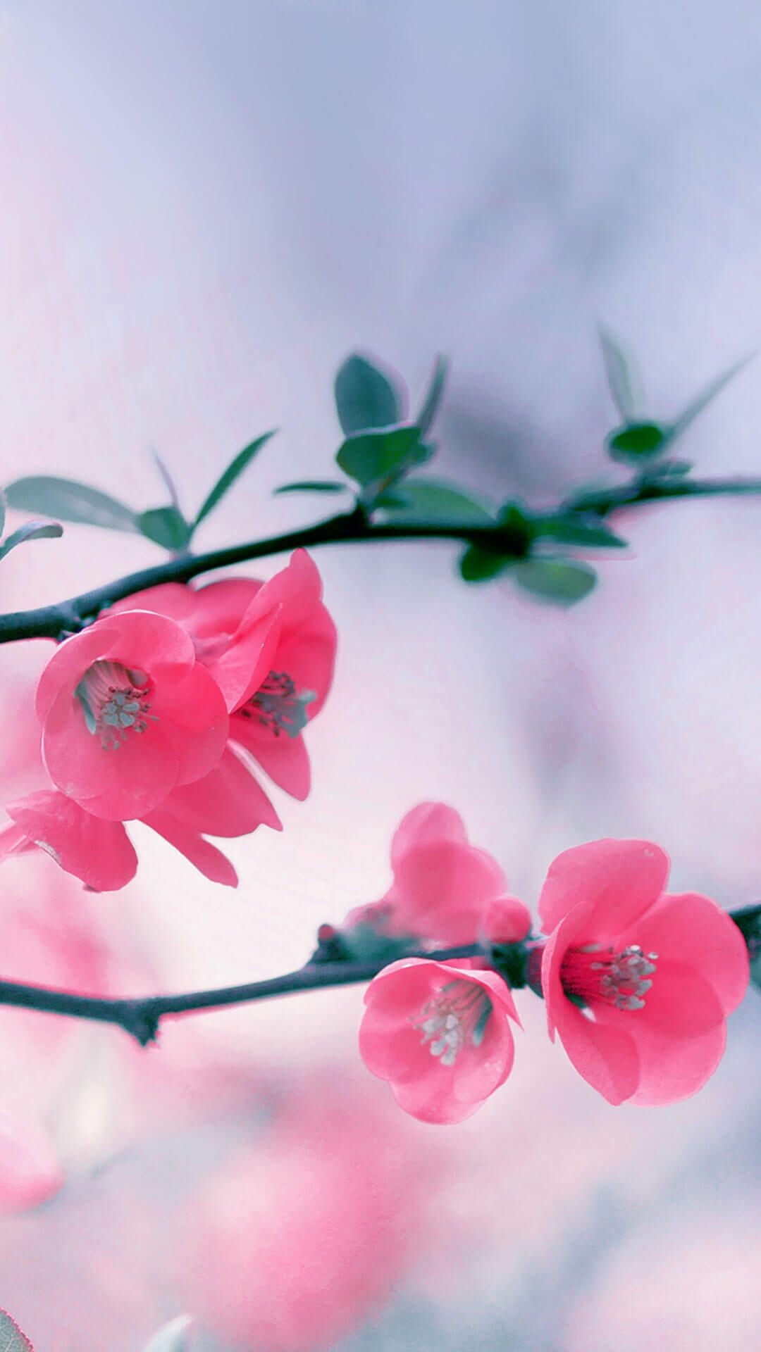 Spring: The time that is associated with ideas of rebirth, renewal, resurrection, and regrowth. 1080x1920 Full HD Wallpaper.