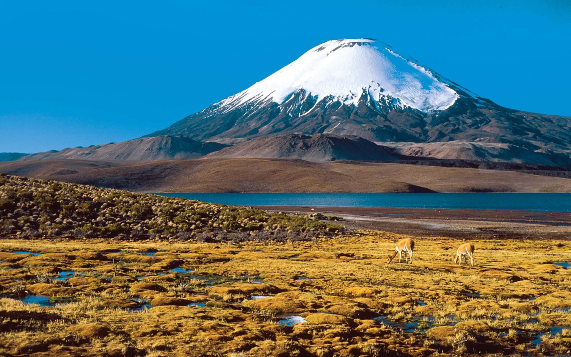 Chile: Altiplano Vicunas, The country was struck by a magnitude-9.5 earthquake in 1960. 1920x1200 HD Wallpaper.