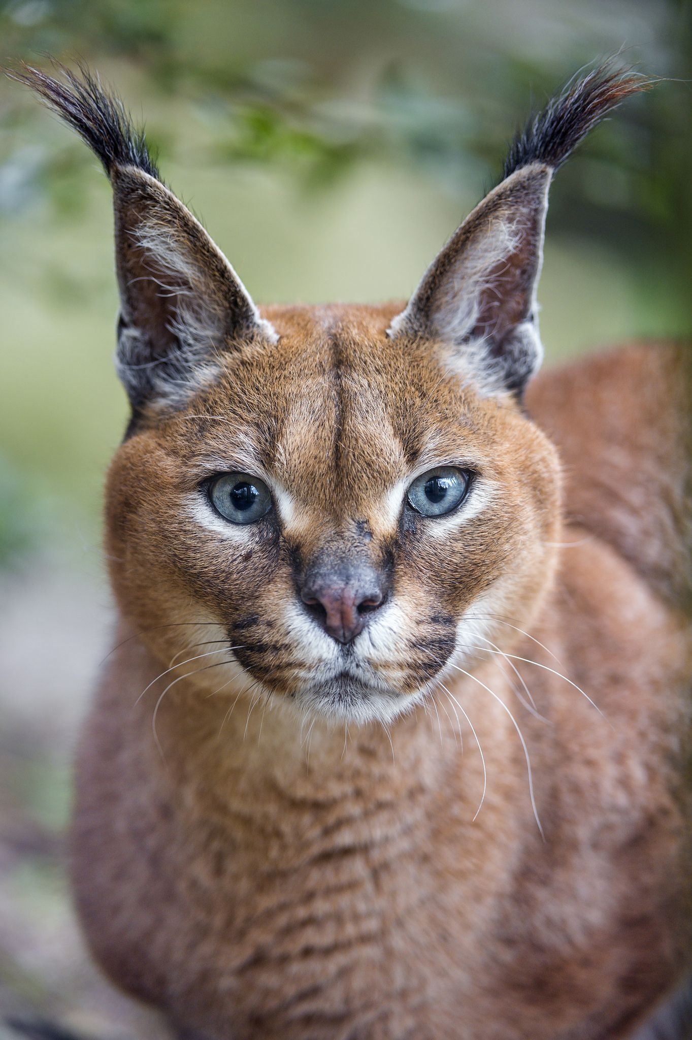 Pretty caracal, Charming expression, Animal beauty, Graceful movements, 1370x2050 HD Phone