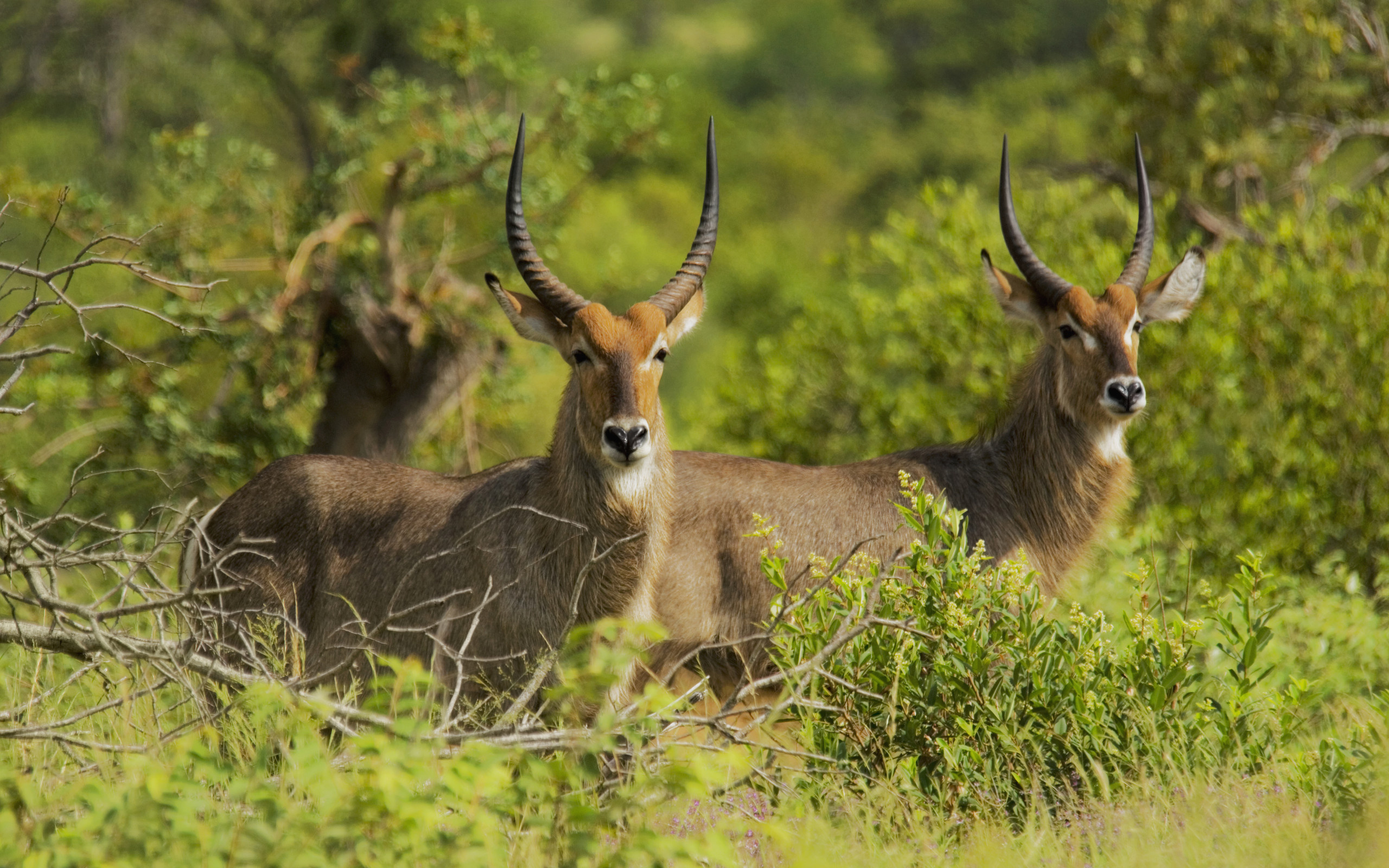 30 antelope wallpapers, Wild grasslands, Graceful herbivores, Nature's wonder, 2560x1600 HD Desktop