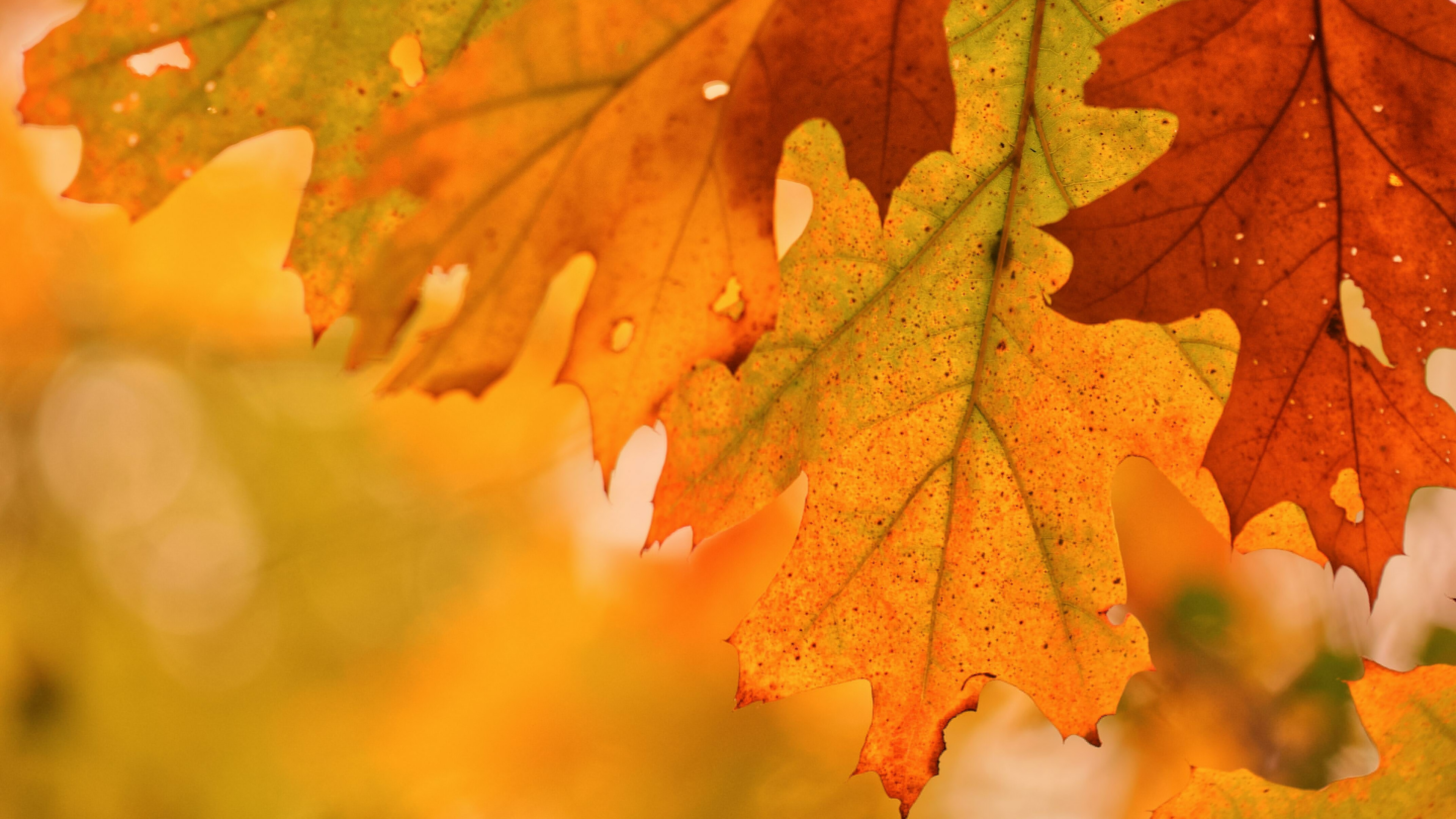 Foliage close-up, Maple leaf, UHD wallpaper, Widescreen background, 3840x2160 4K Desktop