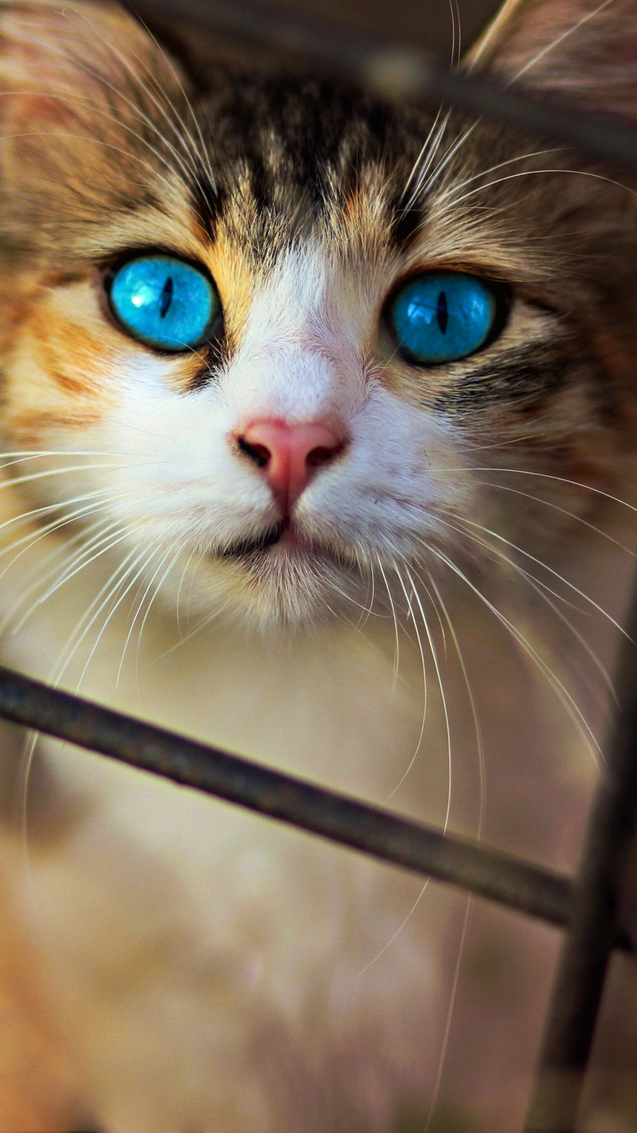 Cat, Blue eyes, Sony Xperia, Backgrounds, 2160x3840 4K Handy