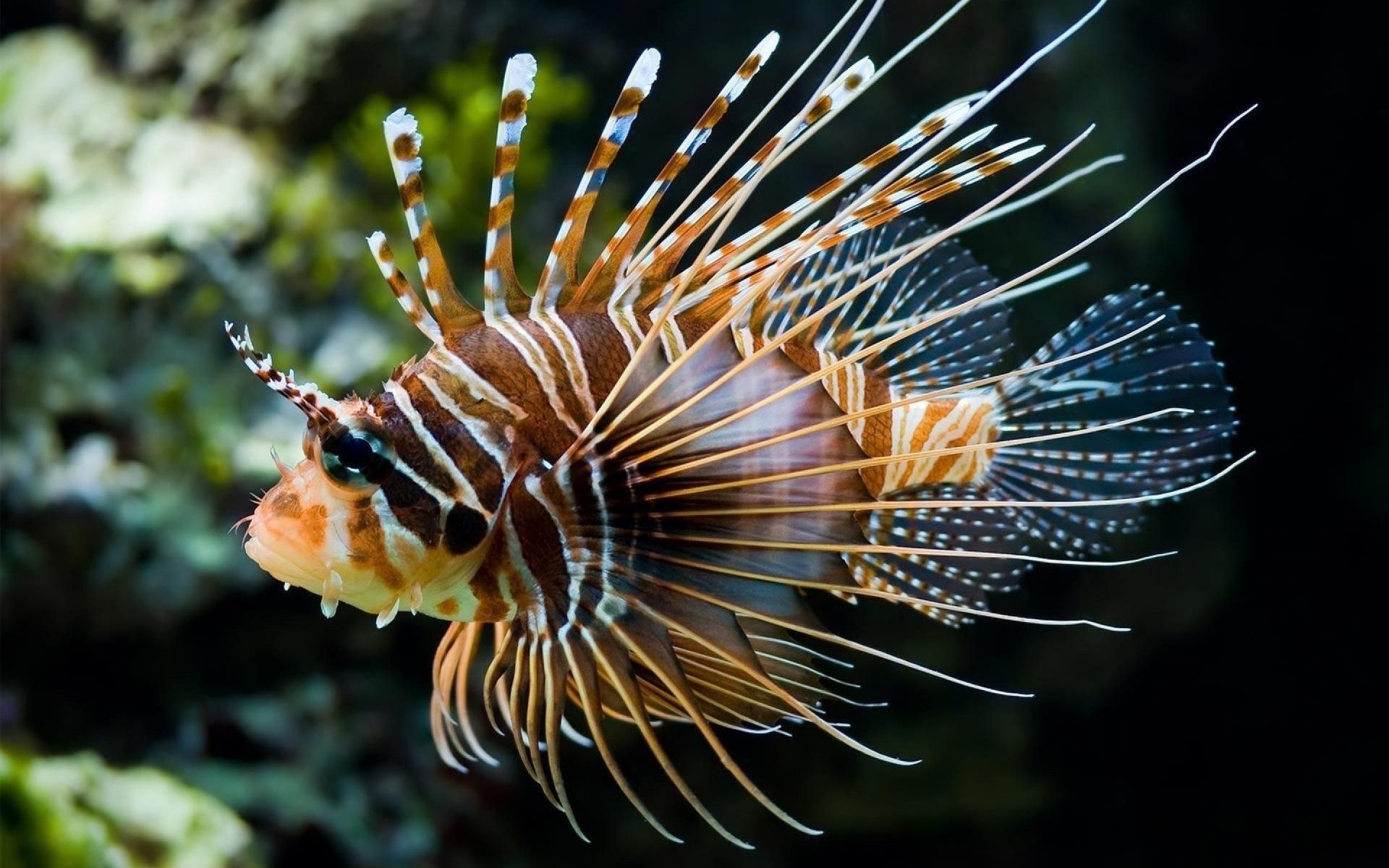 Oceanarium Other, Stunning lionfish, Underwater marvels, Oceanic beauty, 1920x1200 HD Desktop