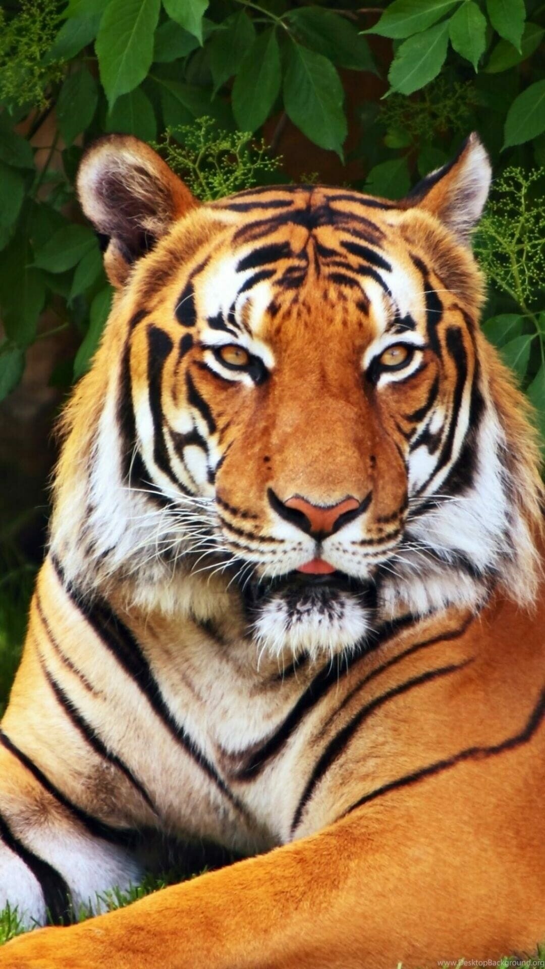 Tiger: The largest cat family known for its strength, power, and agility. 1080x1920 Full HD Background.