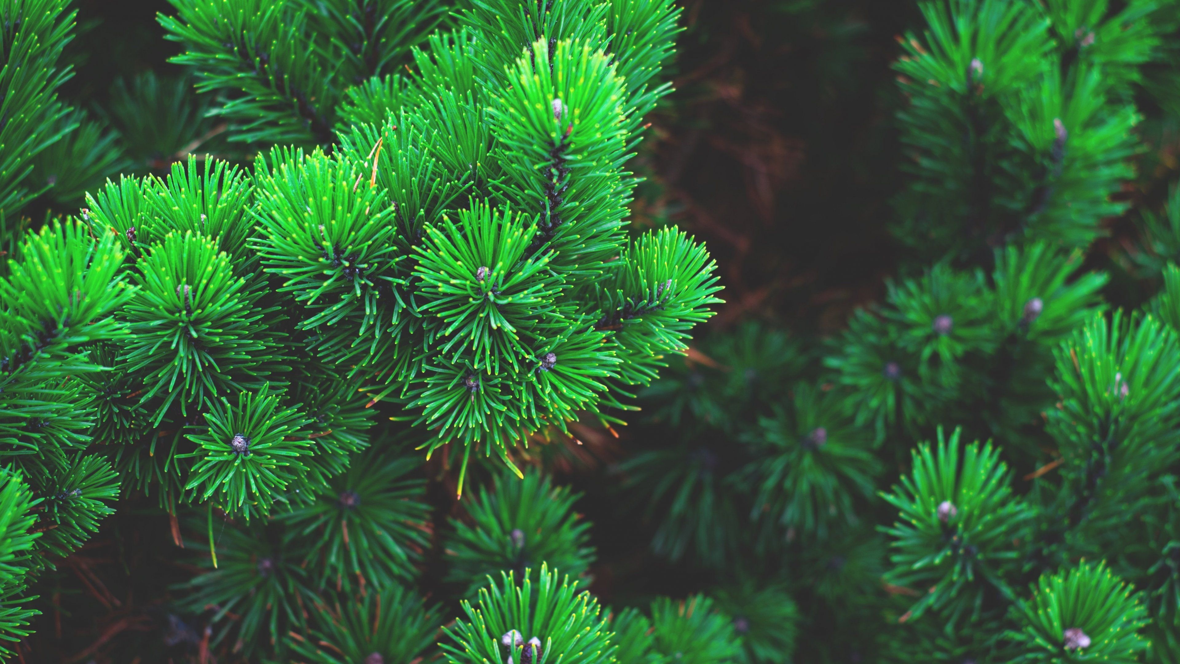 Pine green beauty, HD wallpapers, Refreshing landscapes, Nature's wonder, 3840x2160 4K Desktop