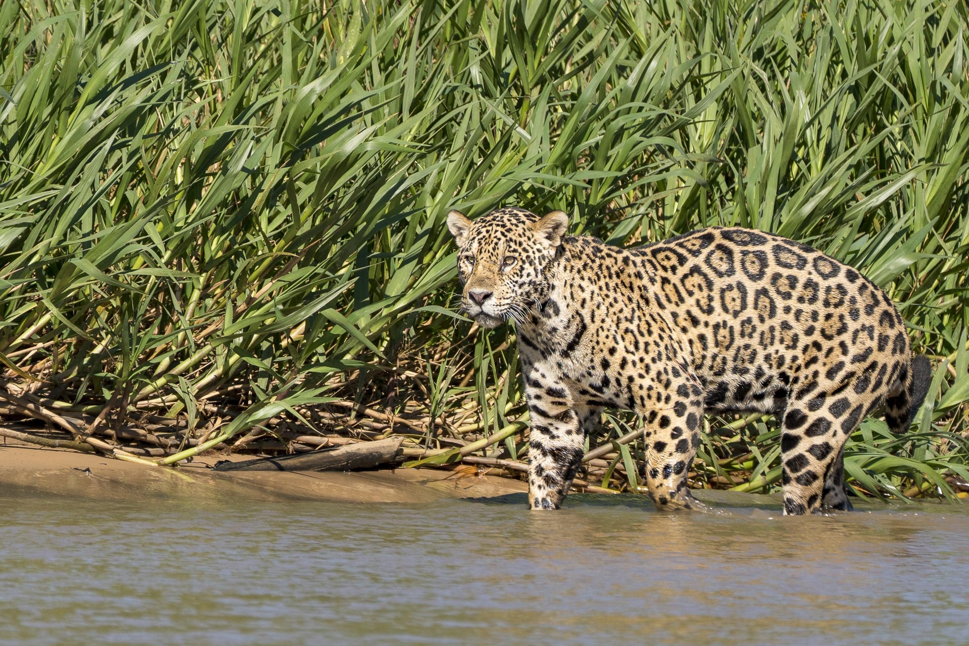 Pantanal Matogrossense, Jaguar photography, Wildlife in Brazil, Memorable safaris, 1920x1290 HD Desktop