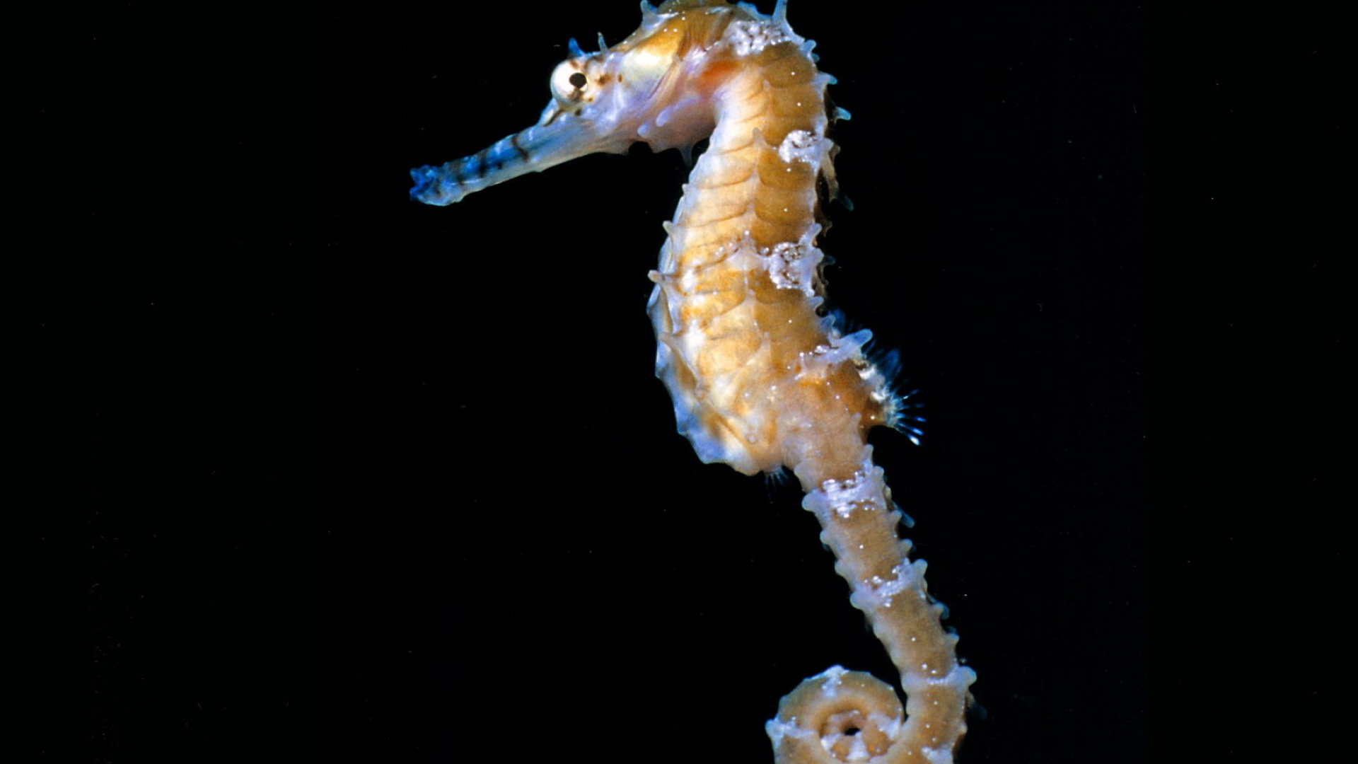 10+ Seahorse HD Wallpapers and Backgrounds 1920x1080