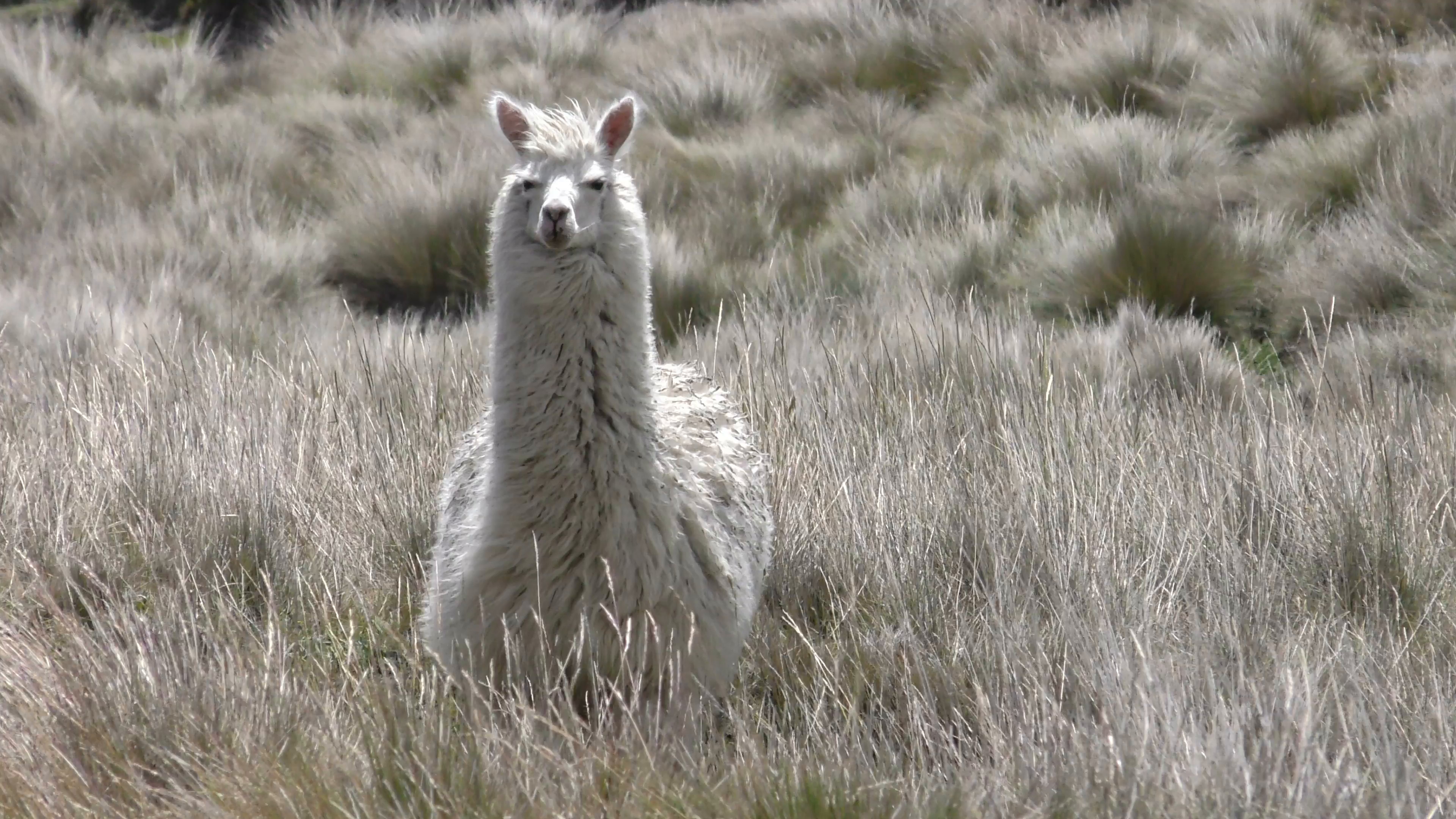Wild llama in nature, Jungle adventure, Llama in its habitat, Nature's wonders, 3840x2160 4K Desktop