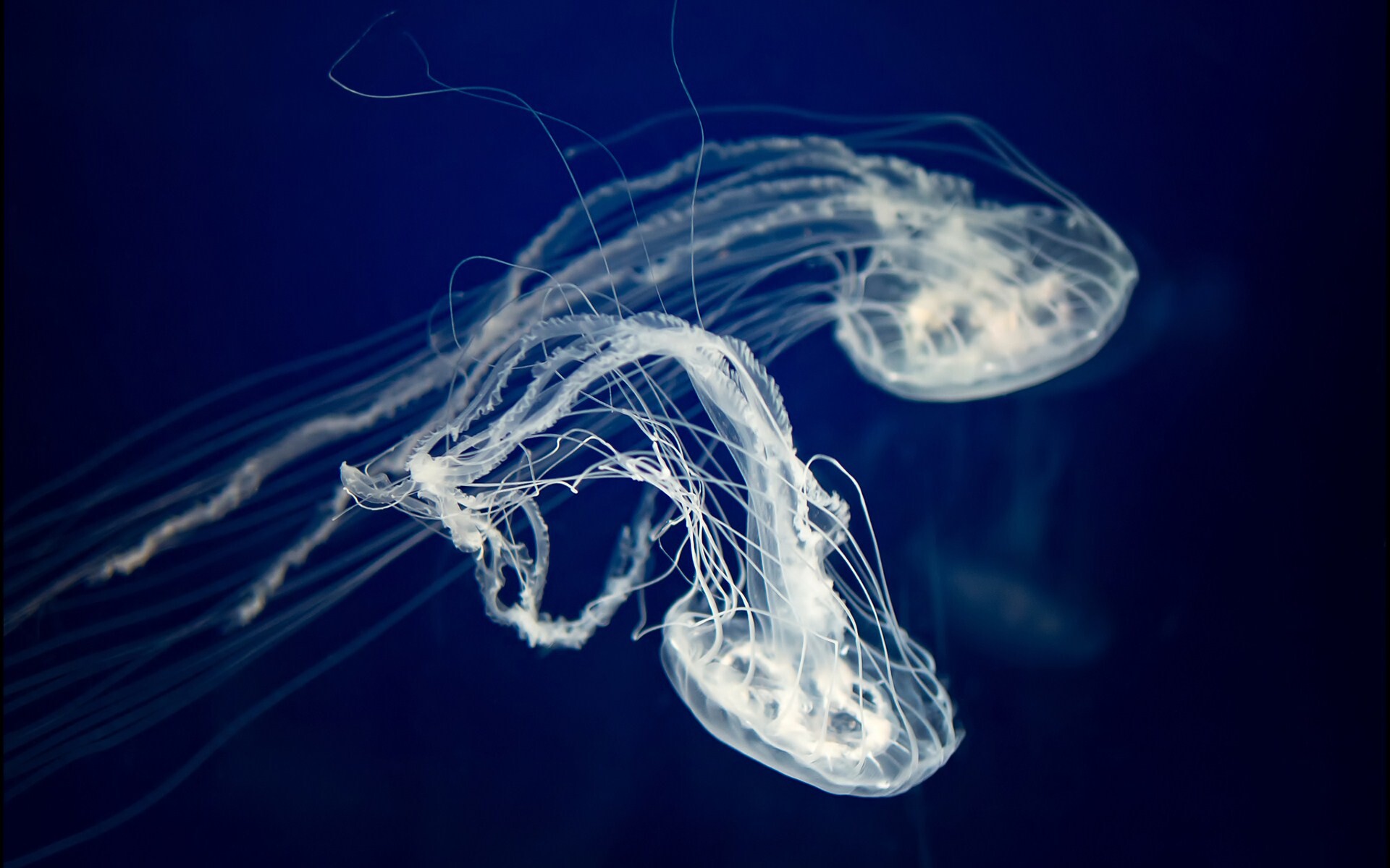 Glowing Jellyfish: Graceful and nearly transparent, The jelly with long, delicate tentacles. 1920x1200 HD Wallpaper.