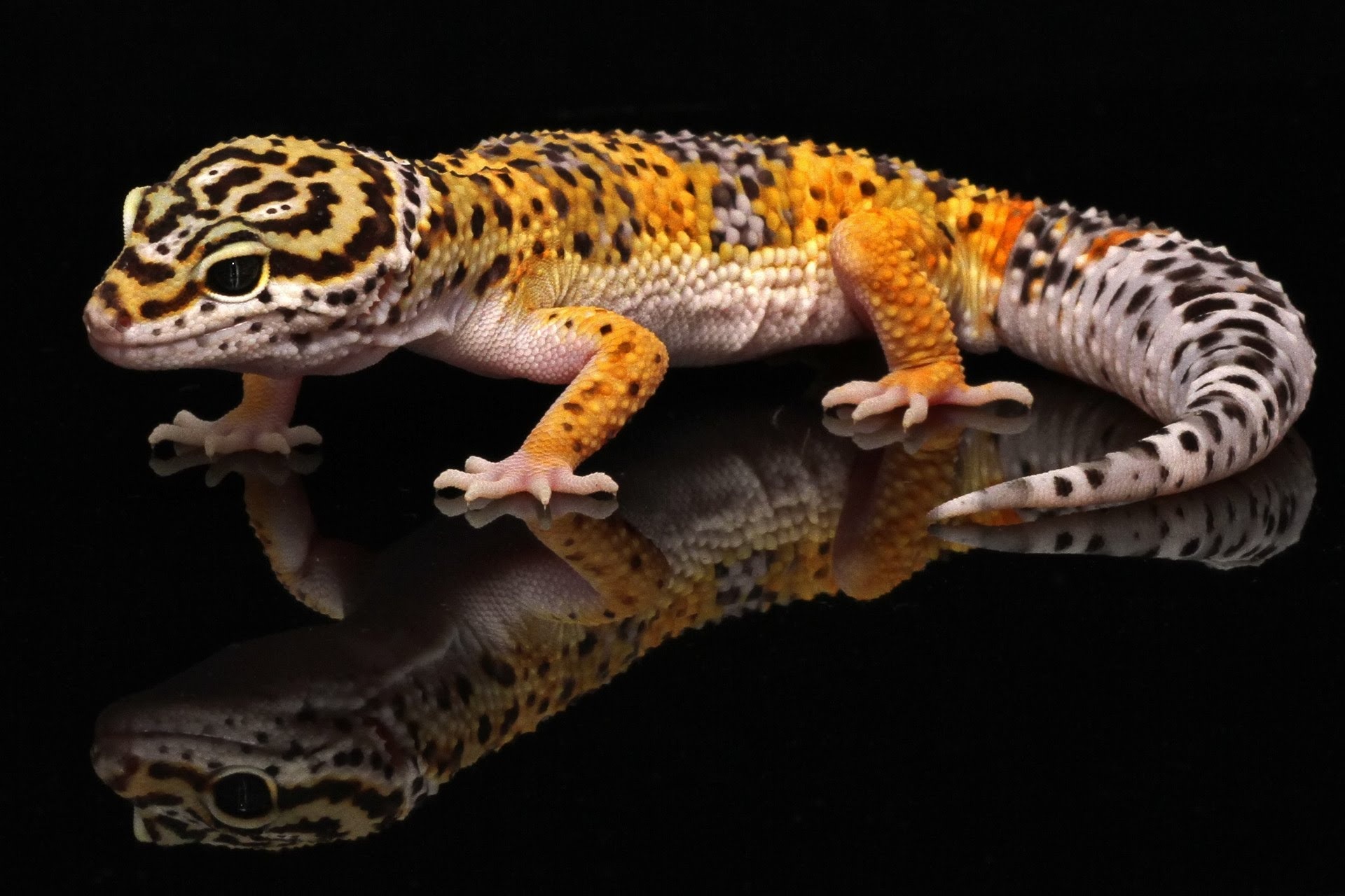 Gecko: Leopard geko's habitat includes the rocky, dry grassland, and desert regions. 1920x1280 HD Background.