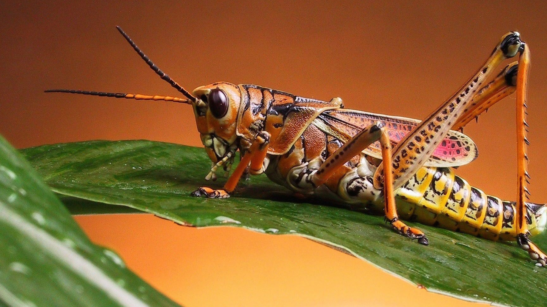 Grasshopper, Wildlife, Green leaf, Invertebrate, 1920x1080 Full HD Desktop