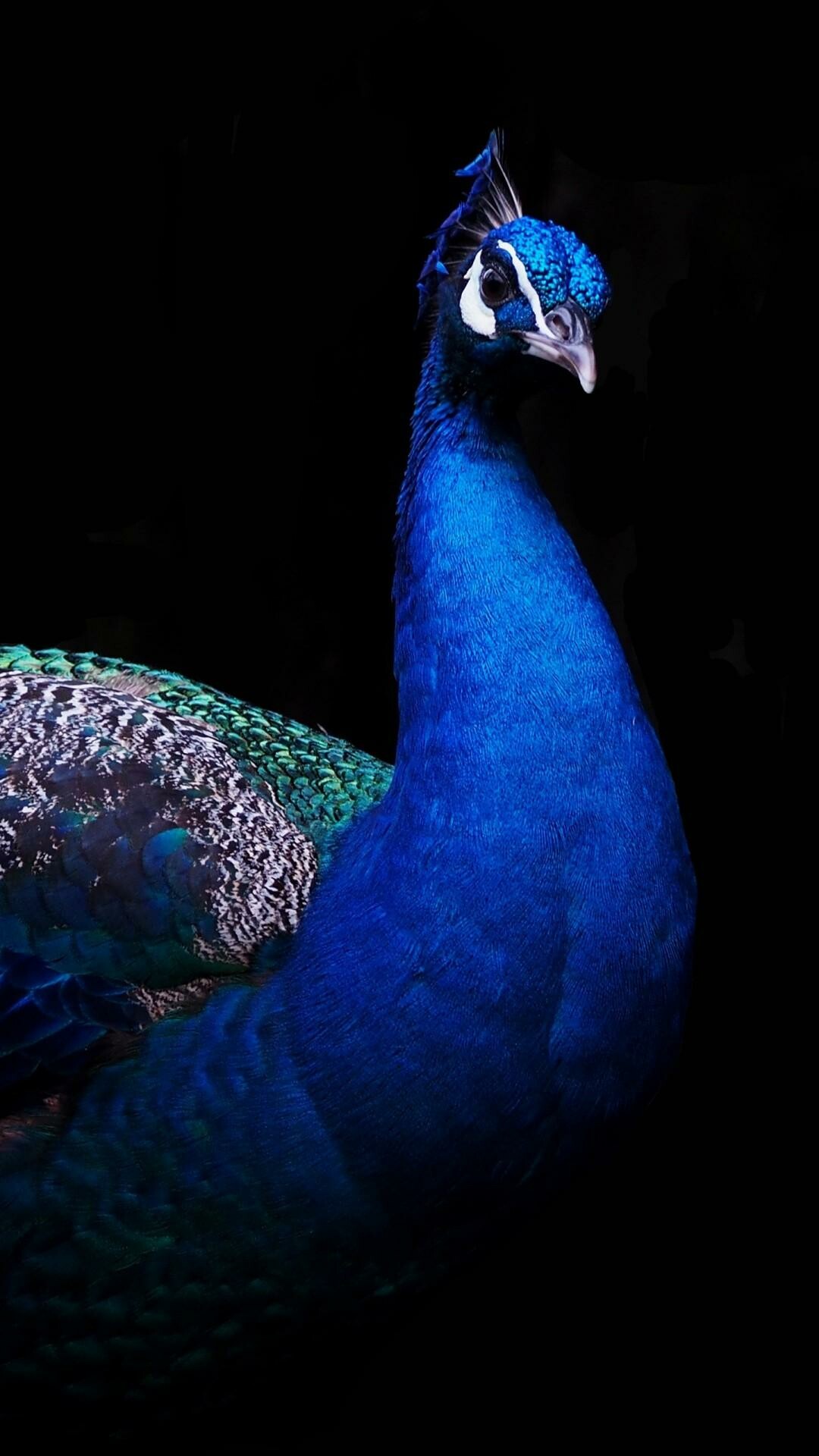 Peacock: One of the largest flying birds, Peafowl. 1080x1920 Full HD Wallpaper.