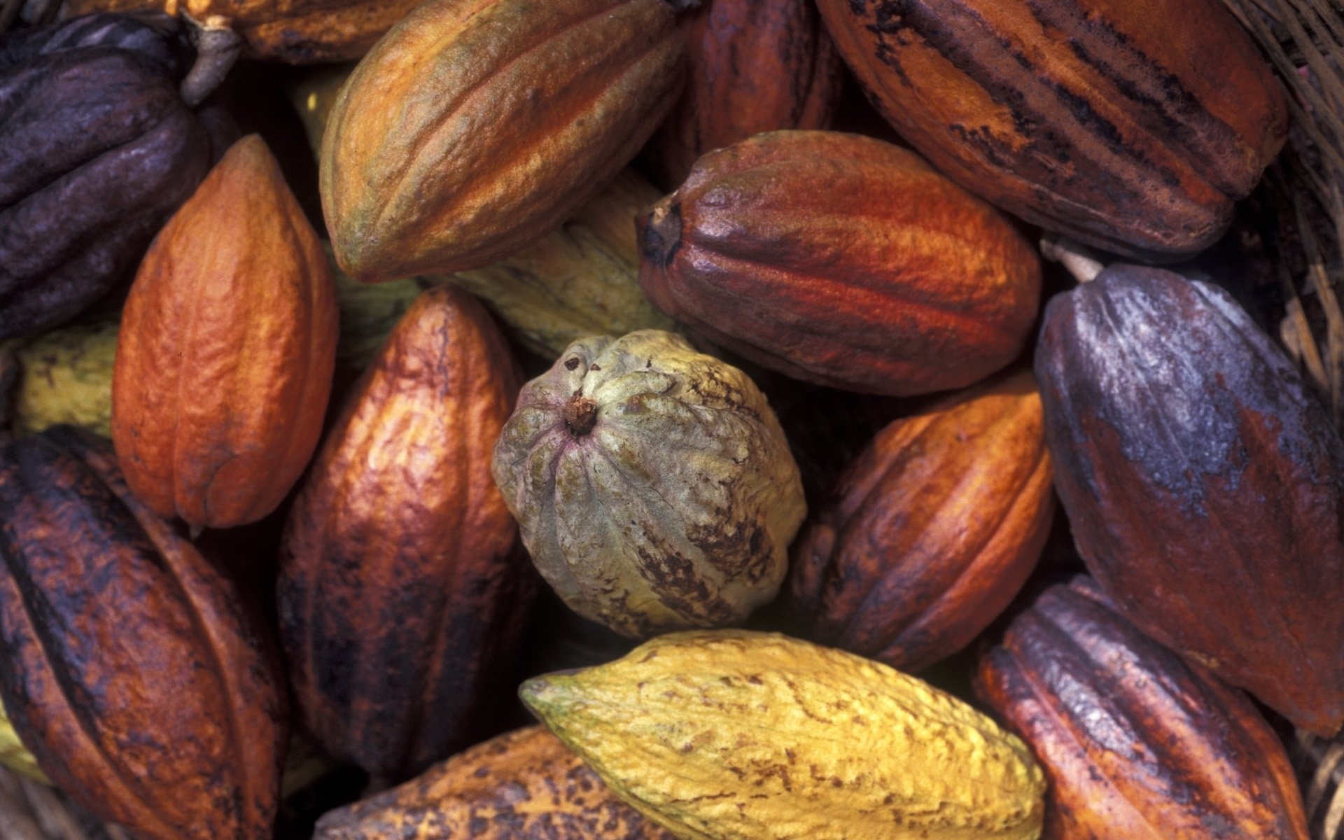 Cocoa bean, HD wallpapers, Background imagery, Bean's essence, 1920x1200 HD Desktop