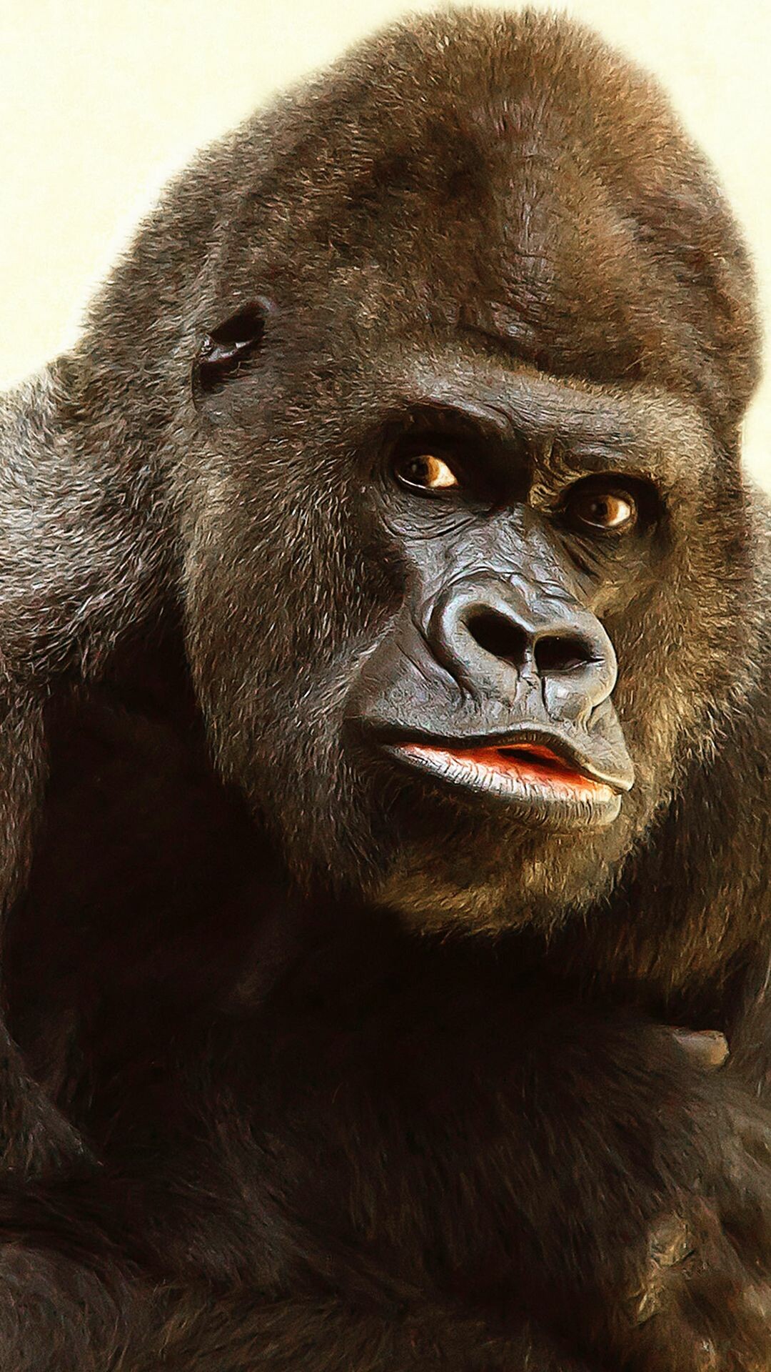 Ape: All species and subspecies of gorilla are listed as endangered or critically endangered on the IUCN Red List. 1080x1920 Full HD Wallpaper.
