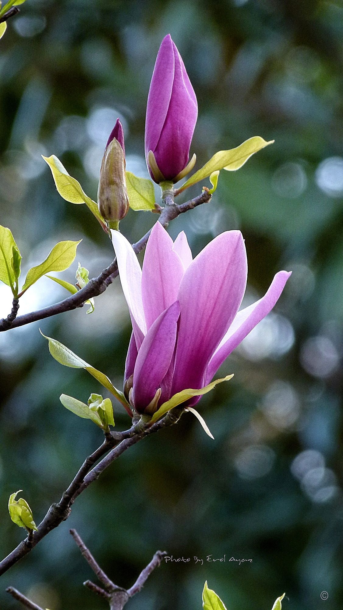 Ha senel, Magnolia flowers, Floral aesthetics, Nature, 1130x2000 HD Phone
