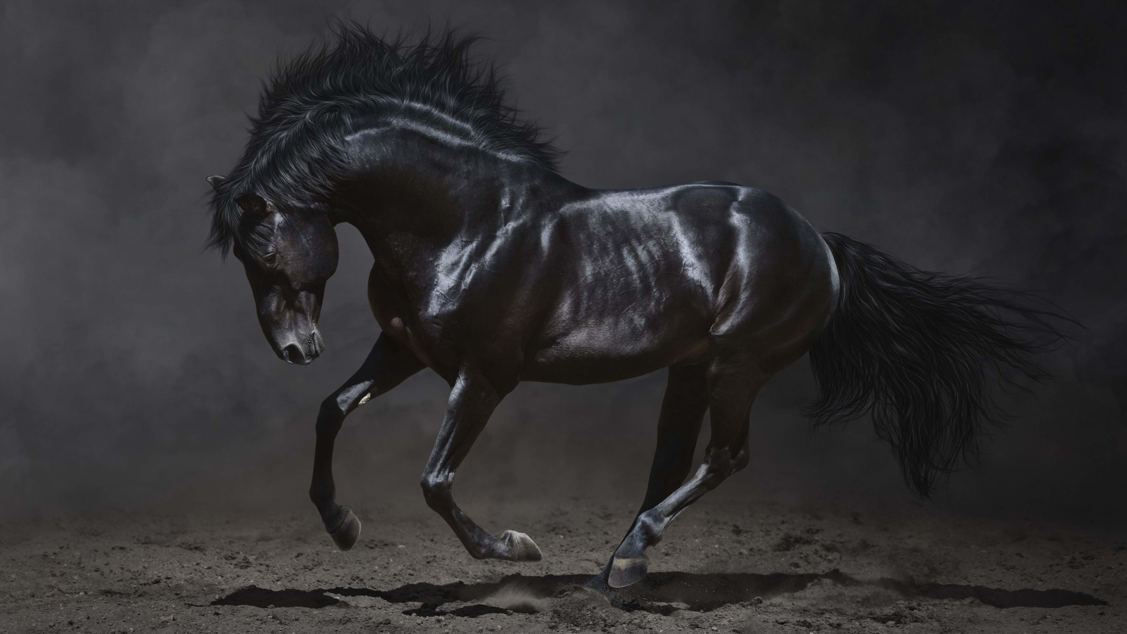 Horse: The Andalusian, recognized as a distinct breed since the 15th century. 3840x2160 4K Wallpaper.