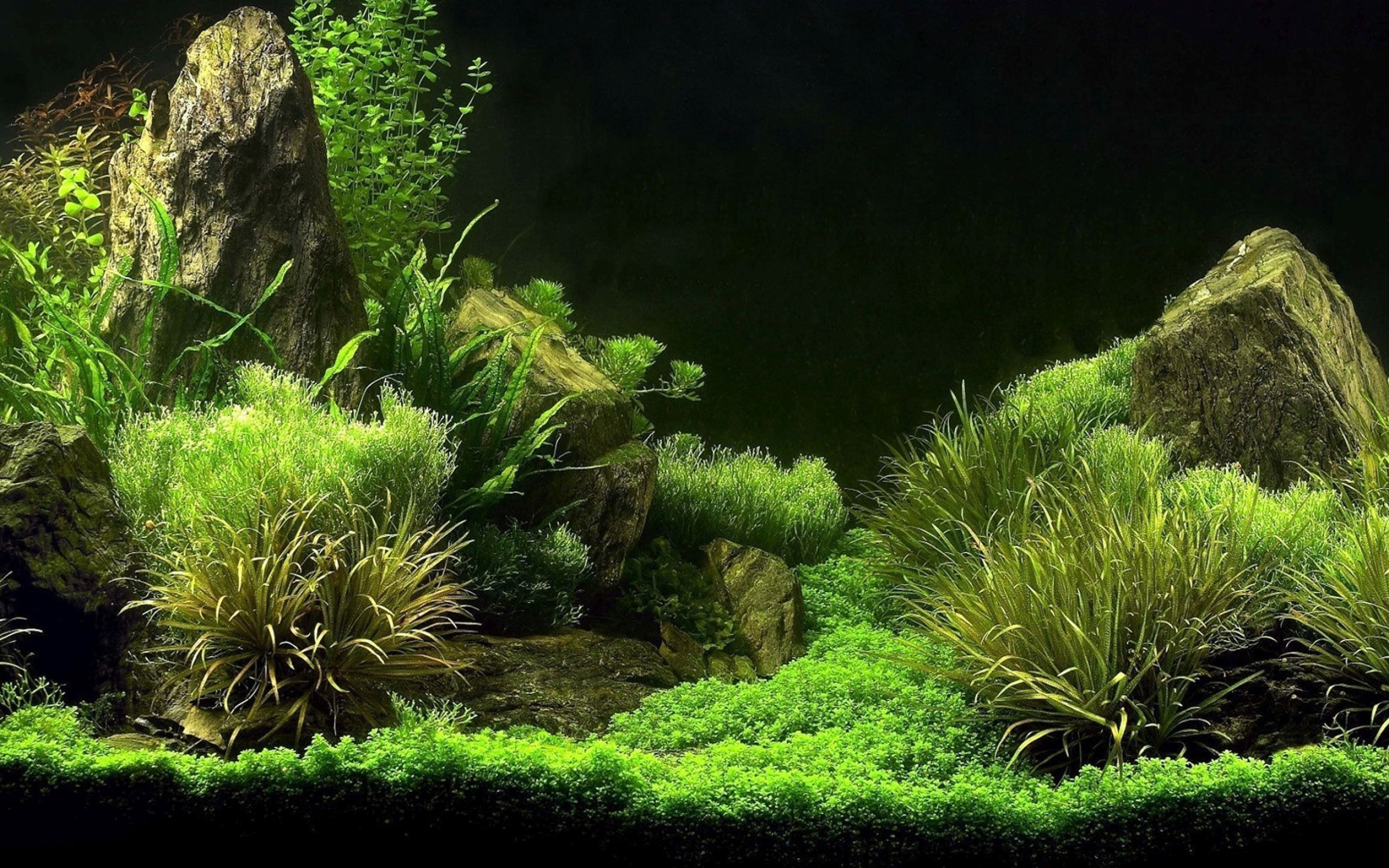 Aquarium, Underwater paradise, Exotic sea creatures, Captivating colors, Tranquil oasis, 2560x1600 HD Desktop