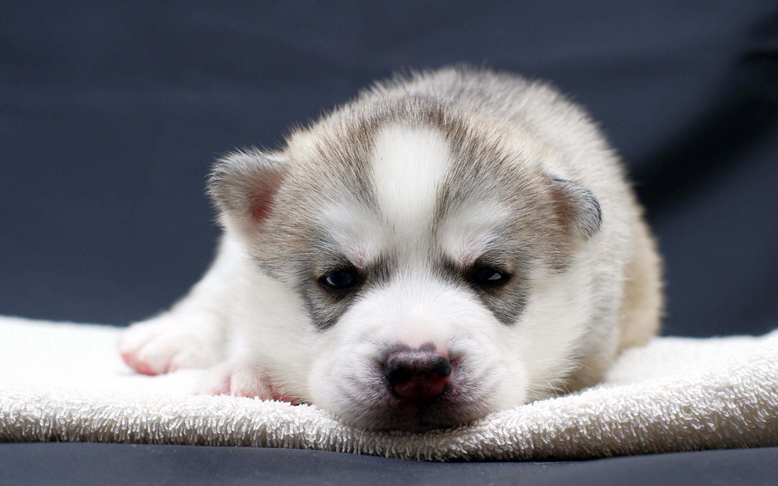 Husky mobile wallpaper, Spotting the cuteness, Angry and spotty, Free download, 2560x1600 HD Desktop