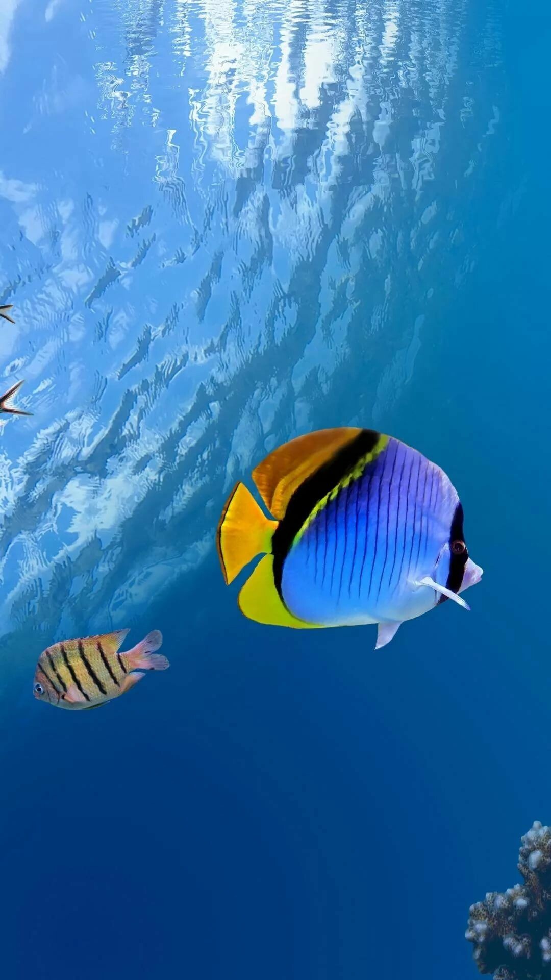 Fish: Marine creatures, Tropical species. 1080x1920 Full HD Background.