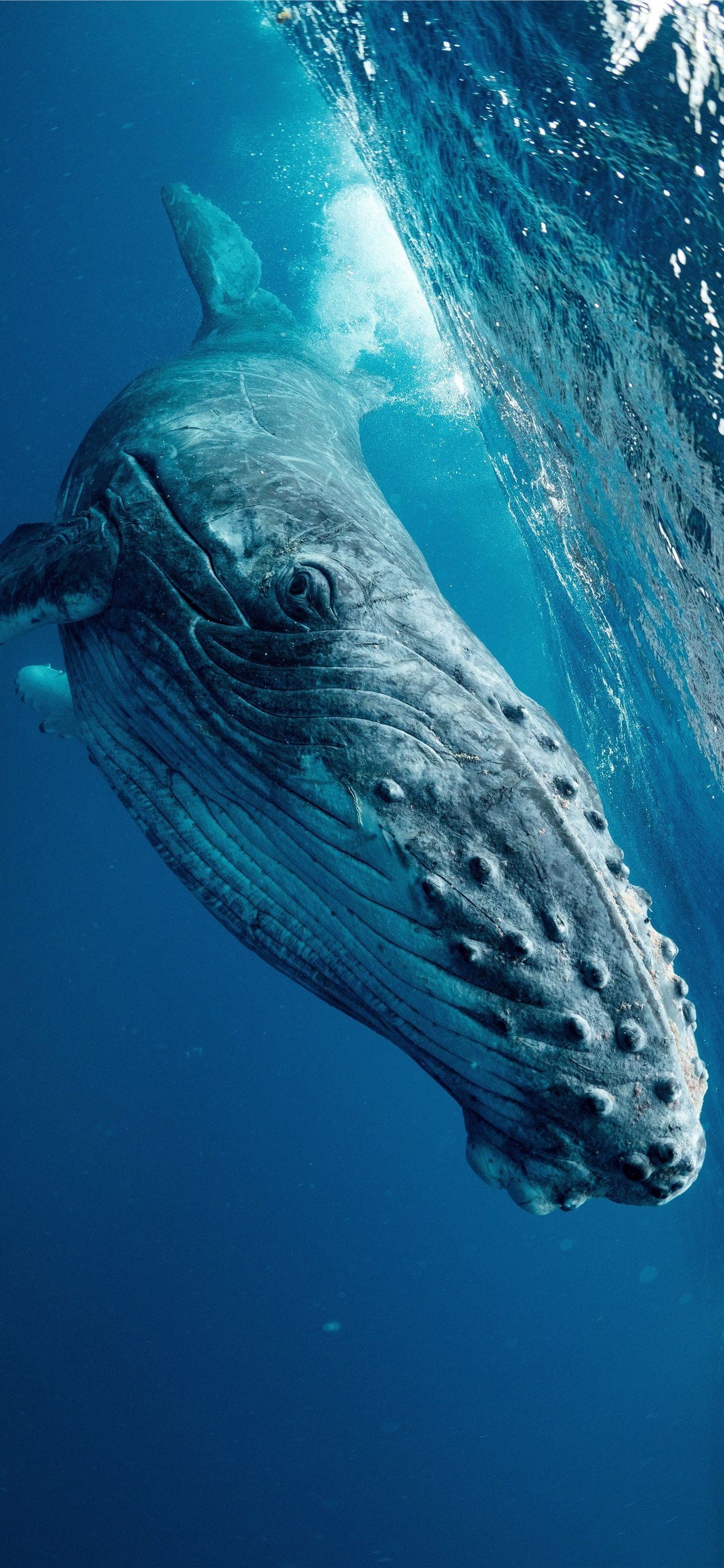 Blue Whale, Cool whale wallpapers, Cool backgrounds, 1290x2780 HD Phone