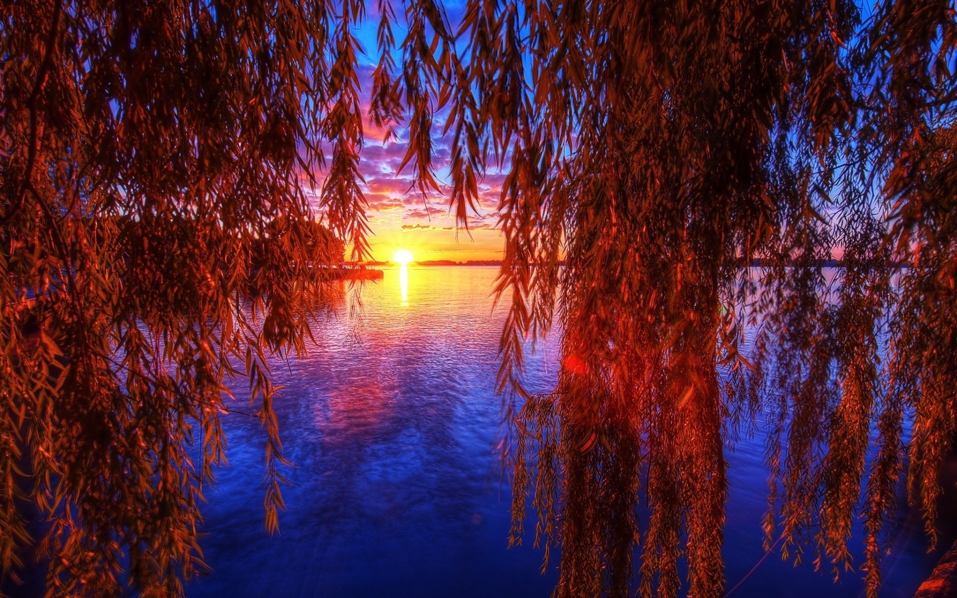 Willow Tree, Branch sunset, Fall earth, 1920x1200 HD Desktop