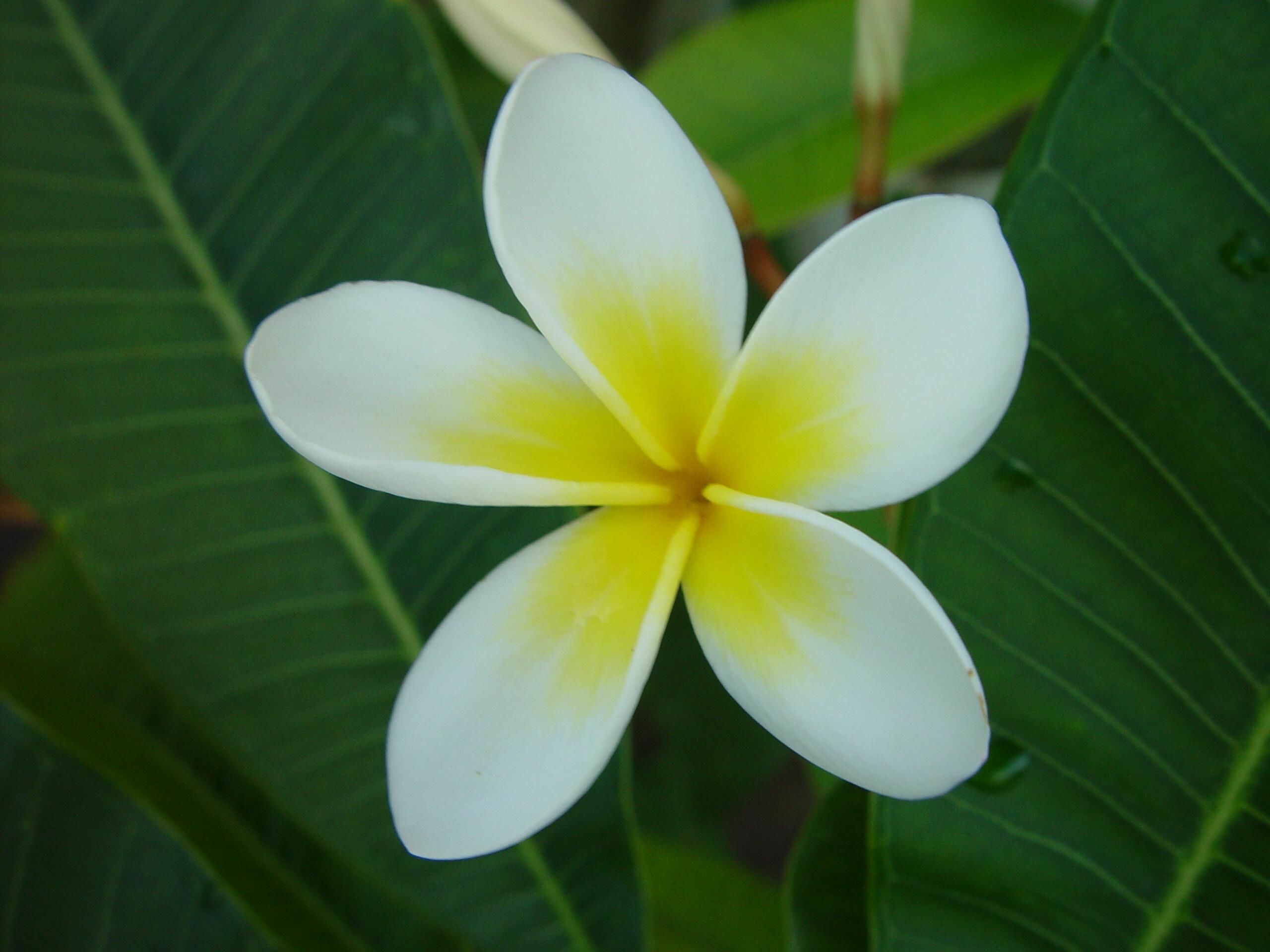 Frangipani Flower: Plumeria blossoms are infertile, Plants of the species may be propagated by cutting stem tips in spring, allowing them to dry at their bases, then planting in well-drained soil. 2560x1920 HD Background.