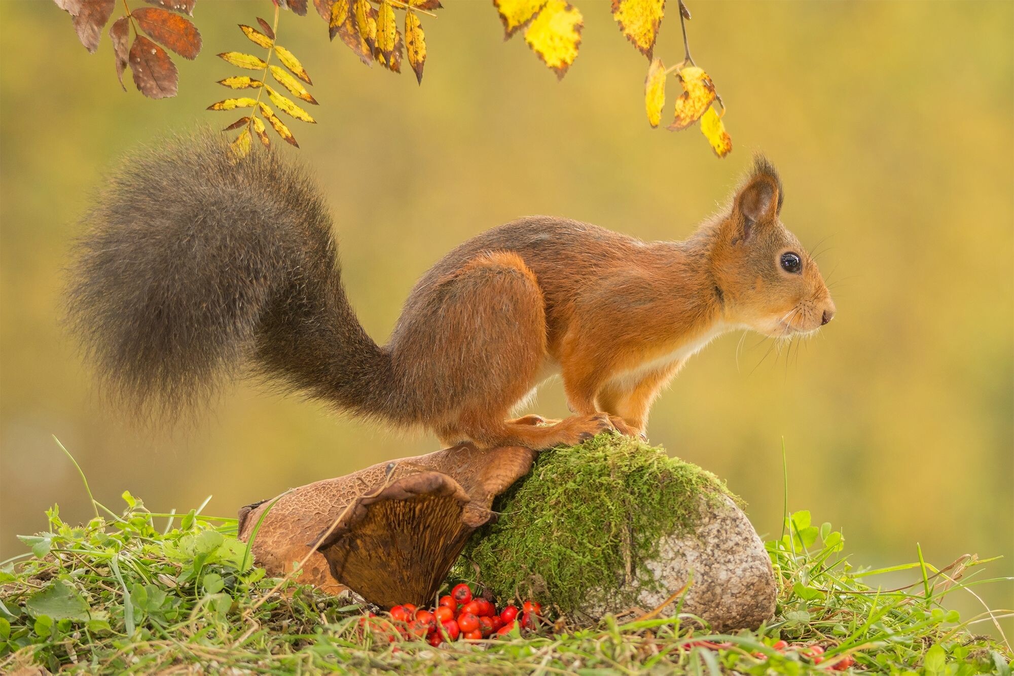 Squirrel: Ground species, Build tunnels or burrows underground to live in. 2000x1340 HD Wallpaper.